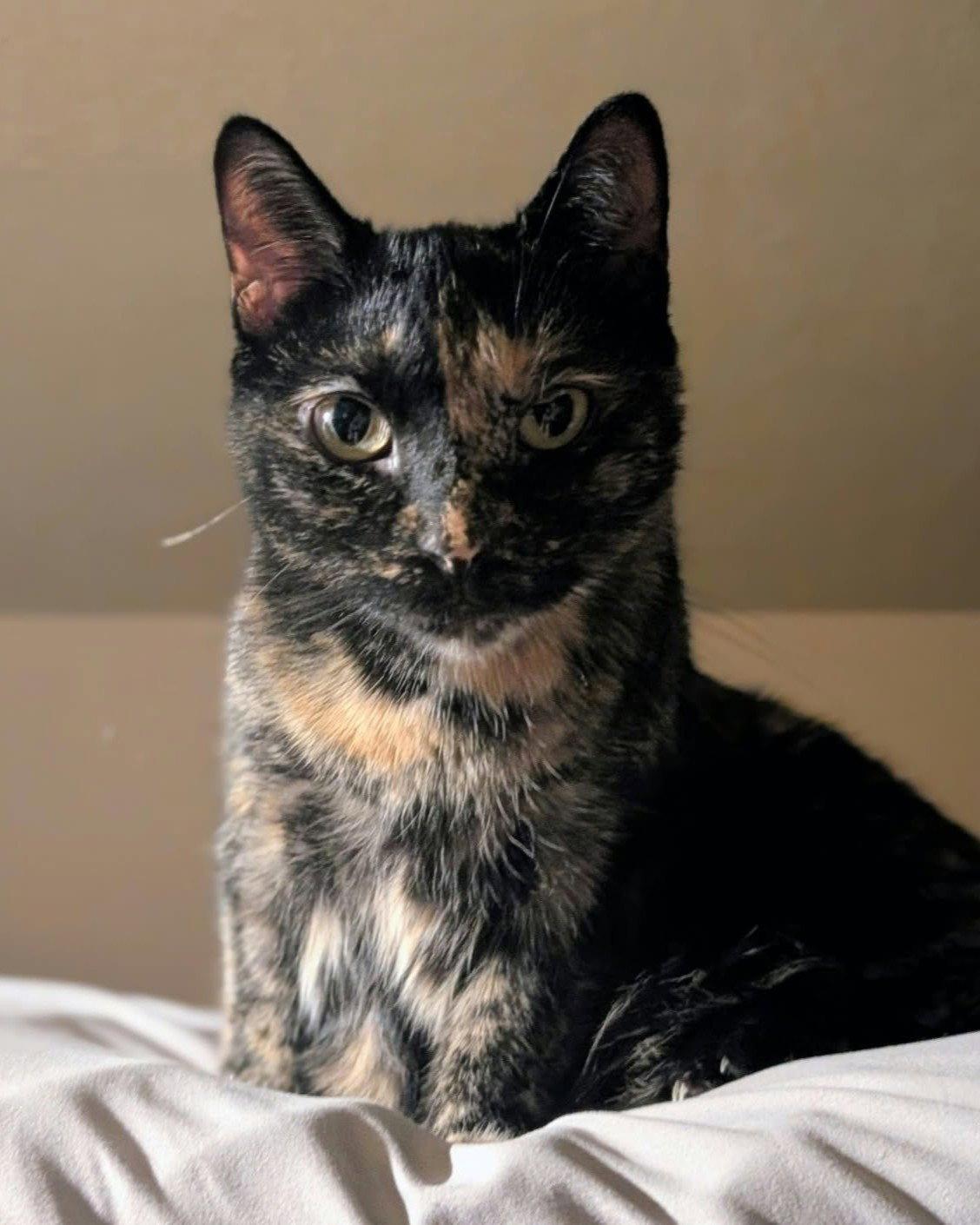 Enlarge Tiana, a Adopted Domestic Short Hair in Rochester, NY image 2/3