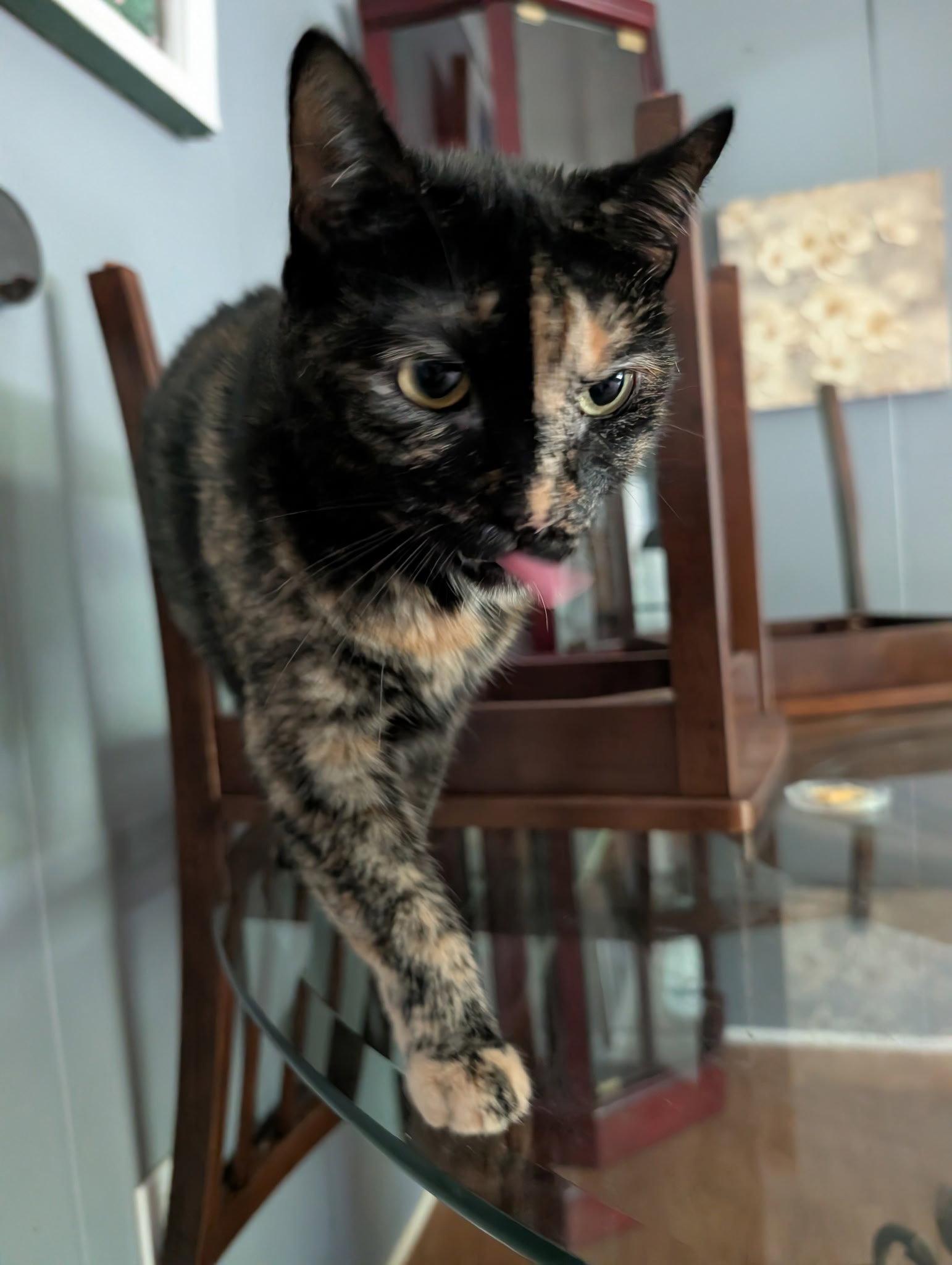 Enlarge Tiana, a Adopted Domestic Short Hair in Rochester, NY image 3/3