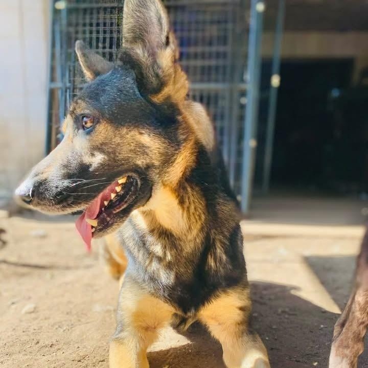 Enlarge Taz PC, an adopted German Shepherd Dog in Madison, WI image 3/5