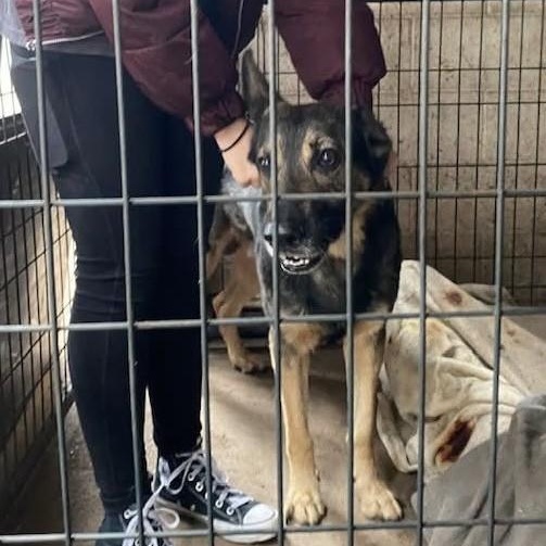 Enlarge Taz PC, an adopted German Shepherd Dog in Madison, WI image 5/5