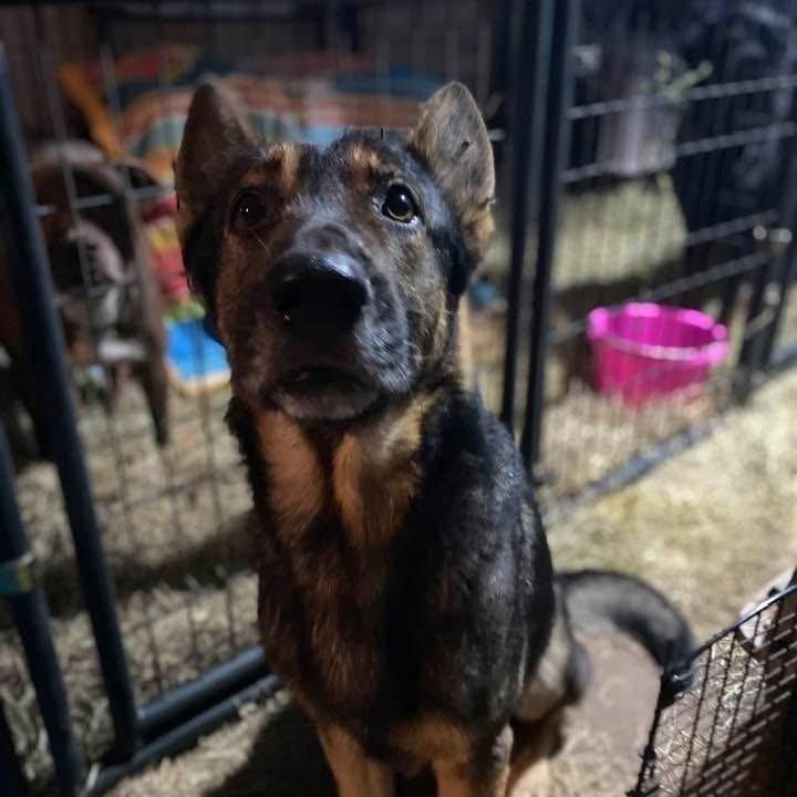 Enlarge Taz PC, an adopted German Shepherd Dog in Madison, WI image 4/5