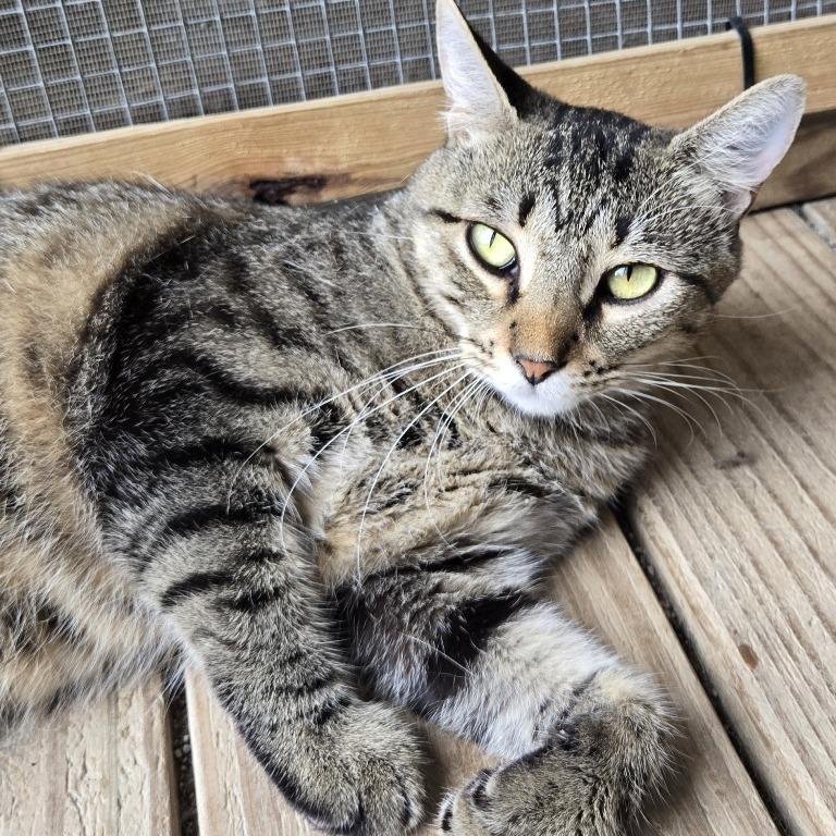 Rummy, Adoptable, Young Female Domestic Short Hair.