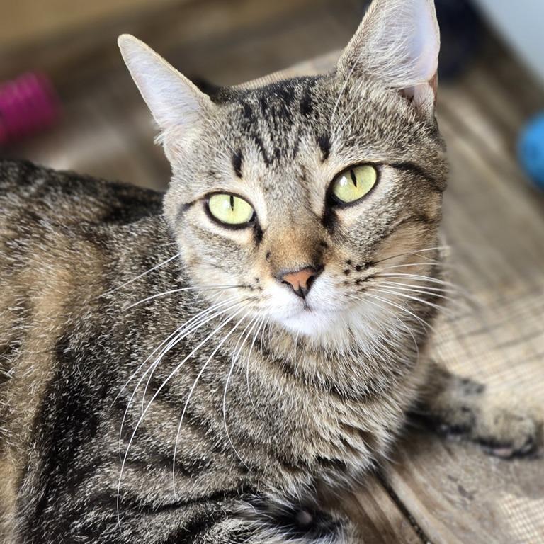Enlarge Rummy, a Adoptable Domestic Short Hair in Concord, NH image 2/3