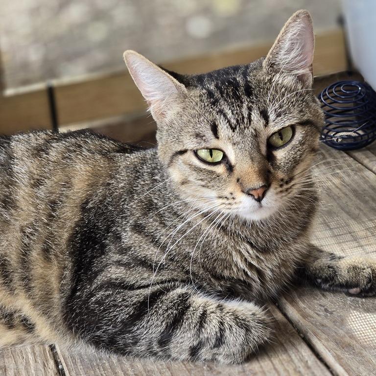 Enlarge Rummy, a Adoptable Domestic Short Hair in Concord, NH image 3/3