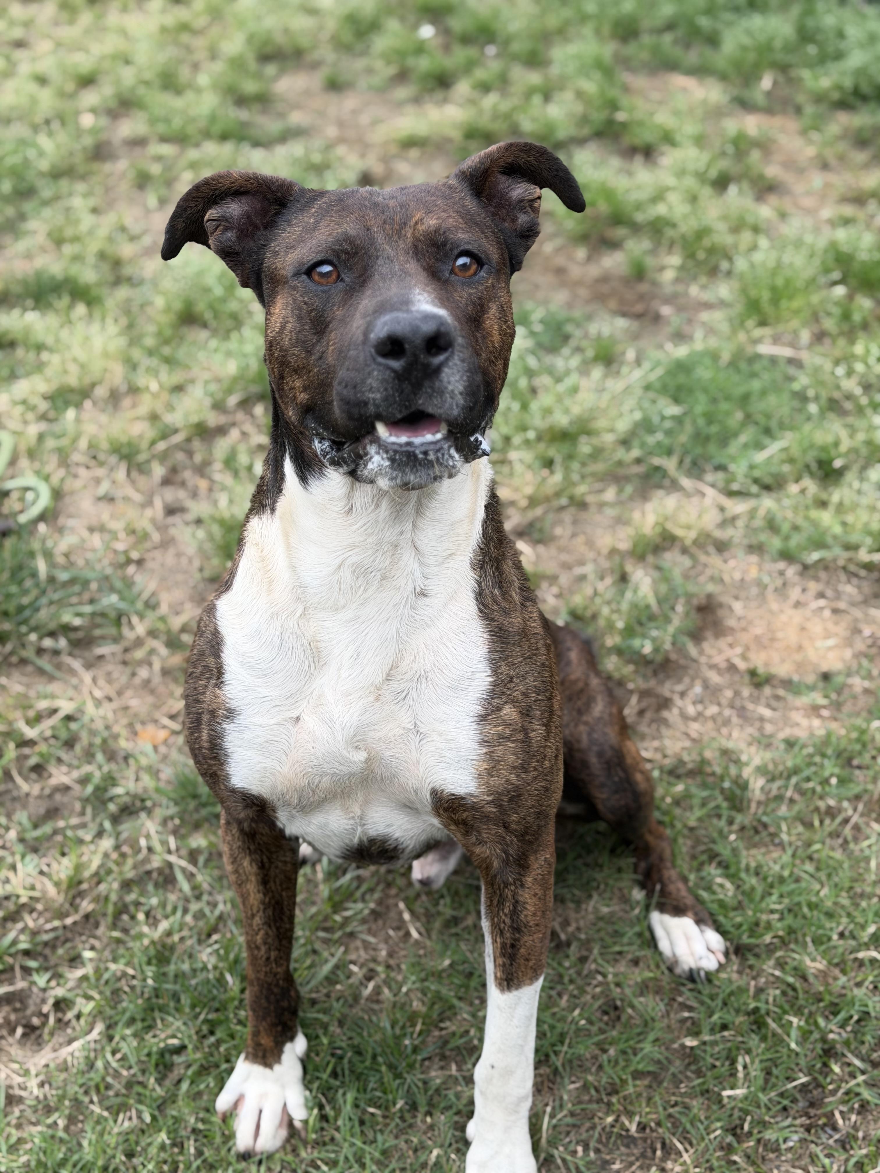 Enlarge Wyatt, a ADOPTABLE mixed breed in Lancaster, SC image 1/4