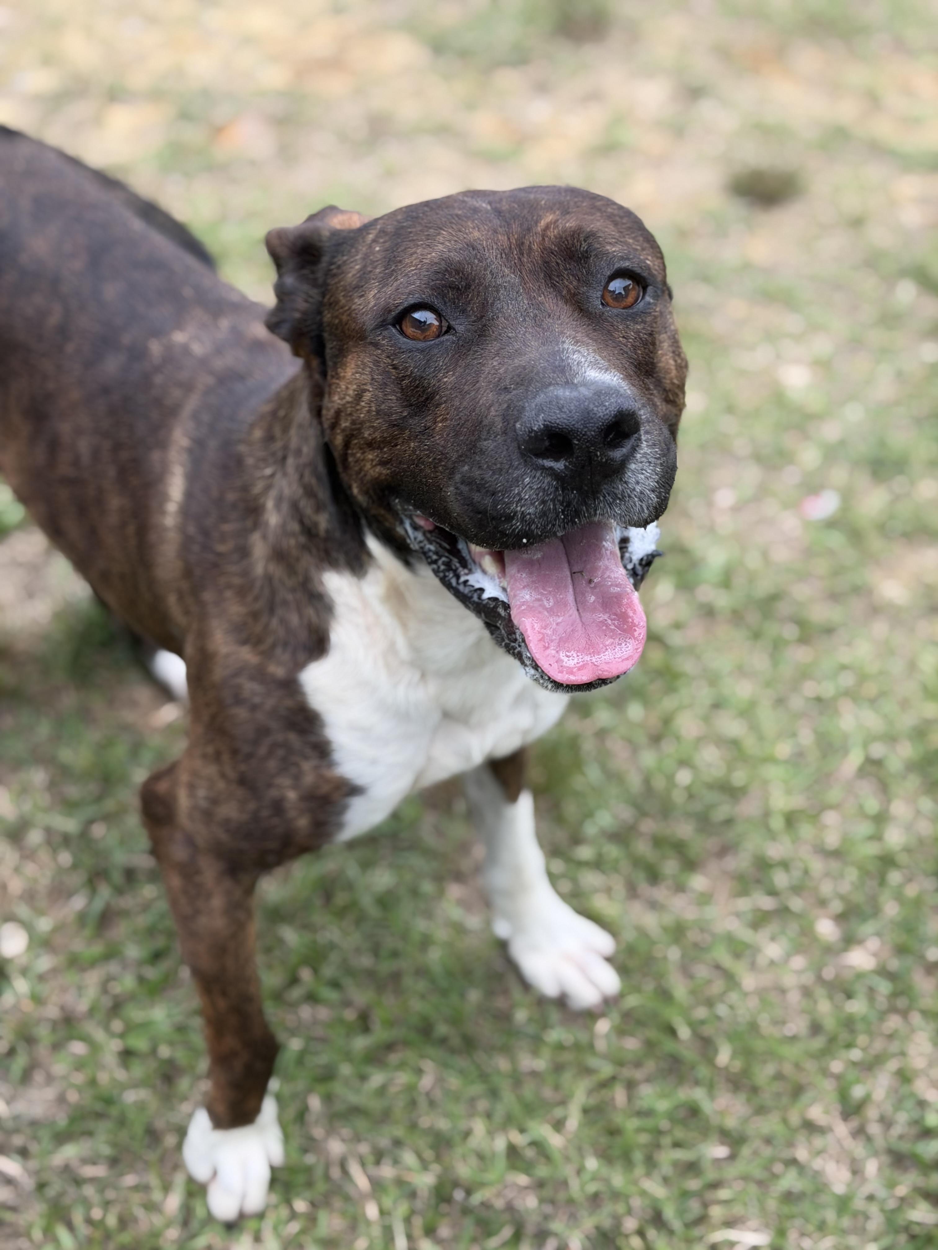 Enlarge Wyatt, a ADOPTABLE mixed breed in Lancaster, SC image 4/4