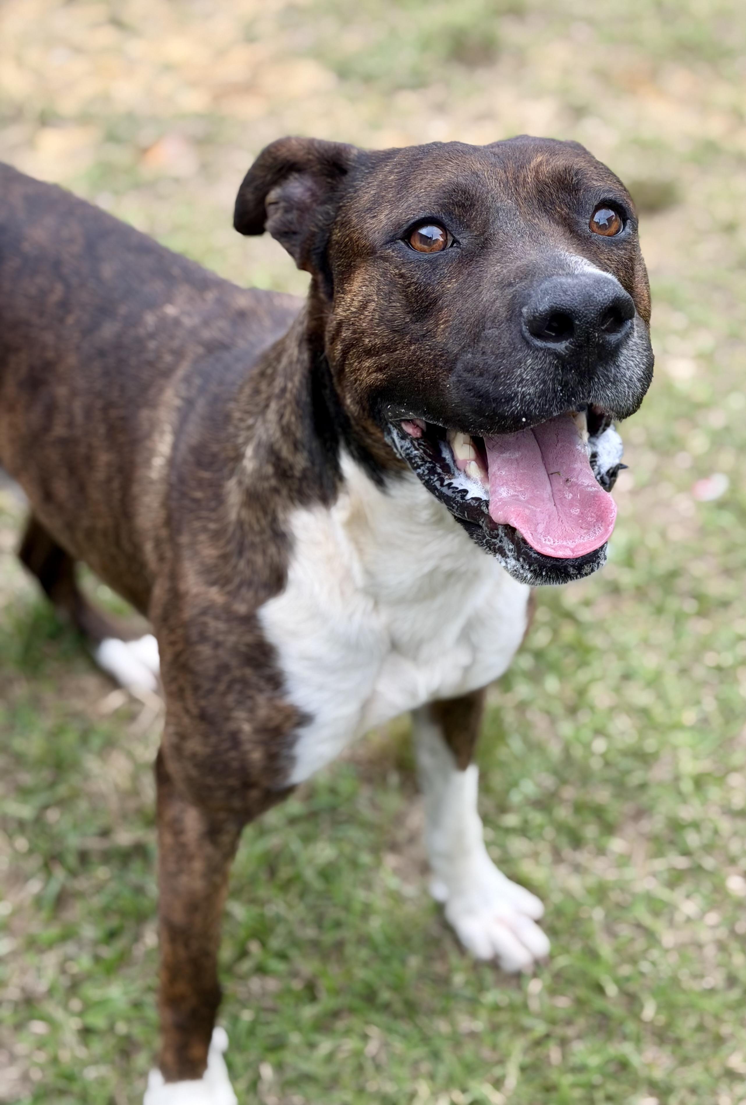 Enlarge Wyatt, a ADOPTABLE mixed breed in Lancaster, SC image 2/4