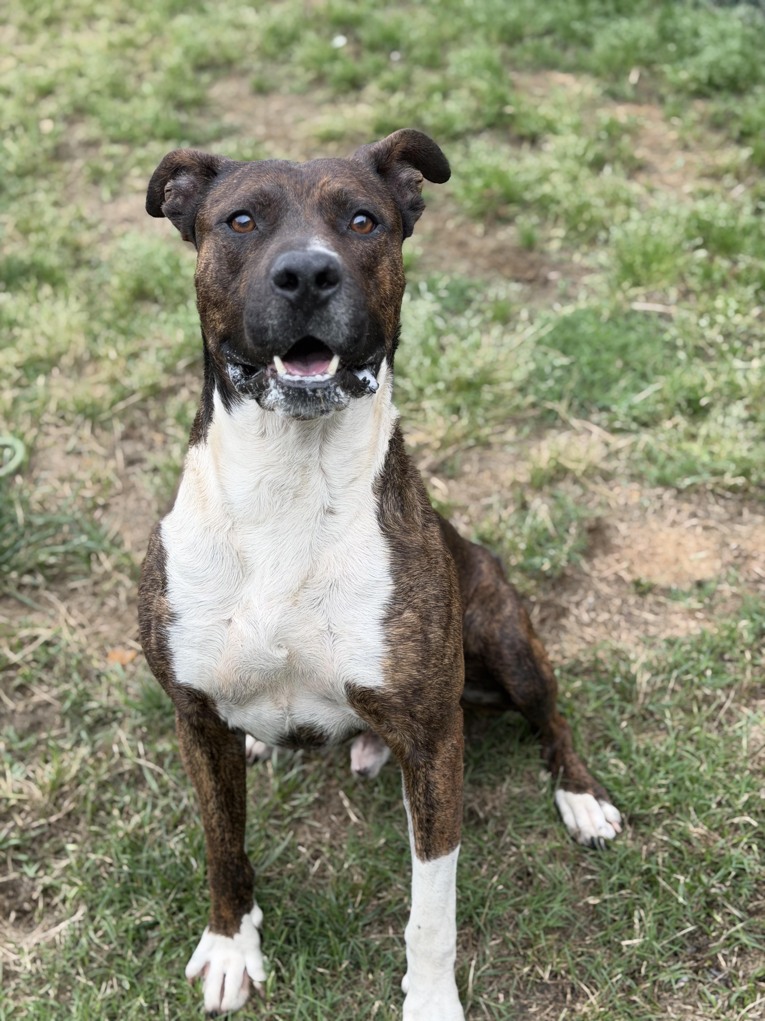 Enlarge Wyatt, a ADOPTABLE mixed breed in Lancaster, SC image 3/4
