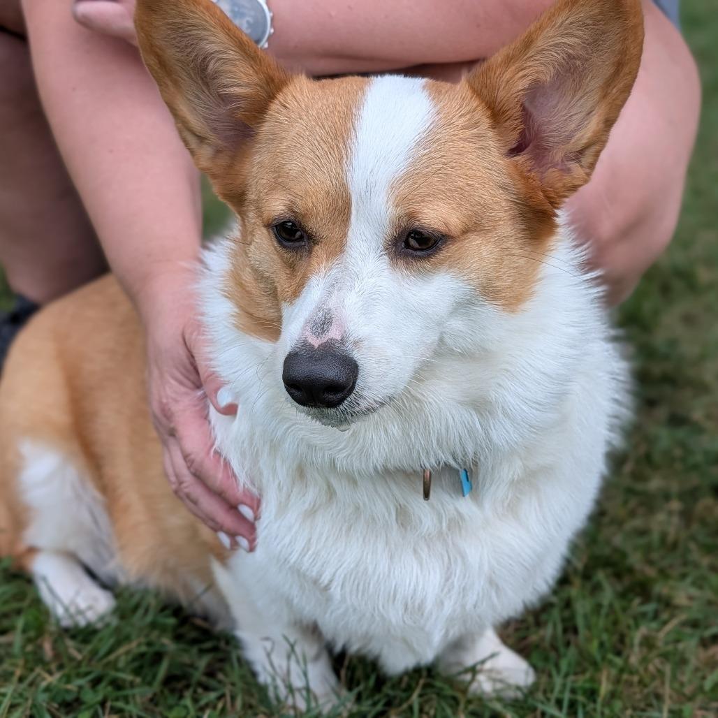 Mochi, adopted, Young Female Pembroke Welsh Corgi.