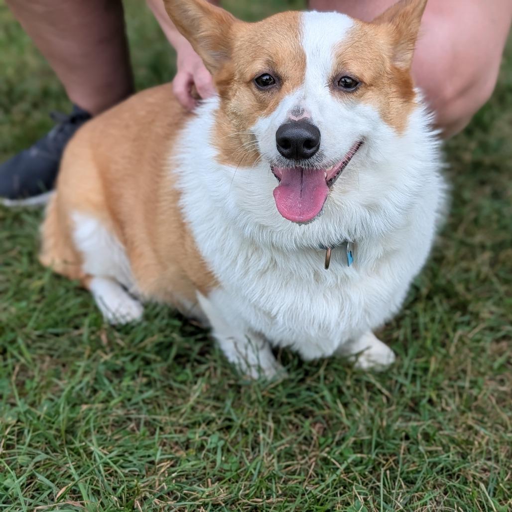 Enlarge Mochi, an adopted Pembroke Welsh Corgi in Fenton, MI image 2/2