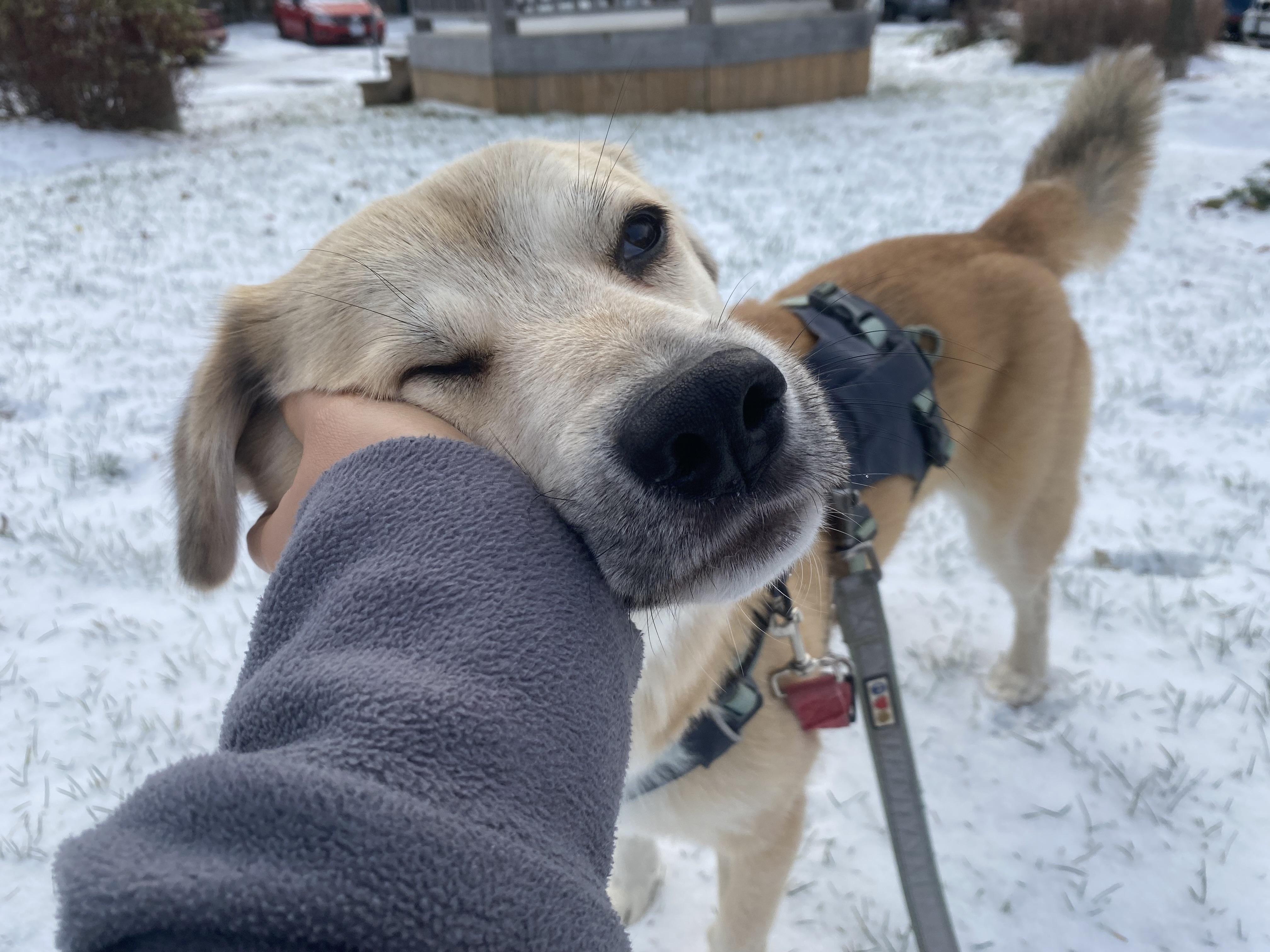 Youngsil, a ADOPTABLE mixed breed in Waterloo, ON image 6/6