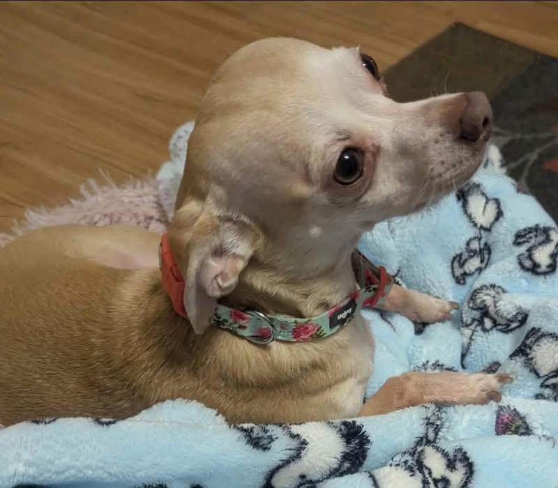 Bailey, a ADOPTABLE Chihuahua in Lutz, FL image 3/3