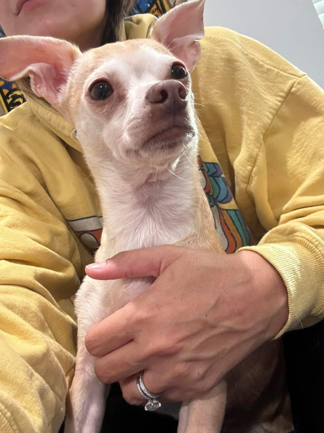 Bailey, a ADOPTABLE Chihuahua in Lutz, FL image 1/3