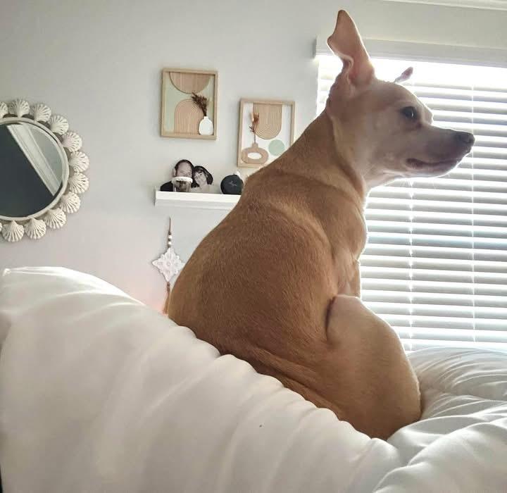 Bailey, a ADOPTABLE Chihuahua in Lutz, FL image 2/3