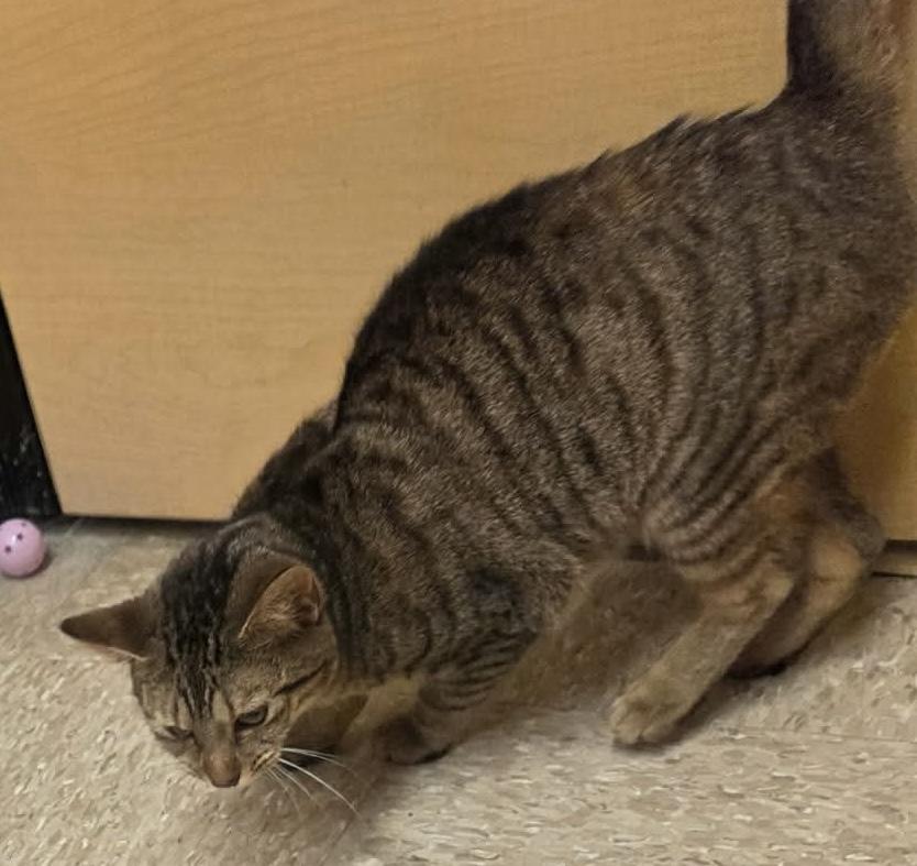 Enlarge Julie, a Adoptable Domestic Short Hair in Randolph, AL image 1/1