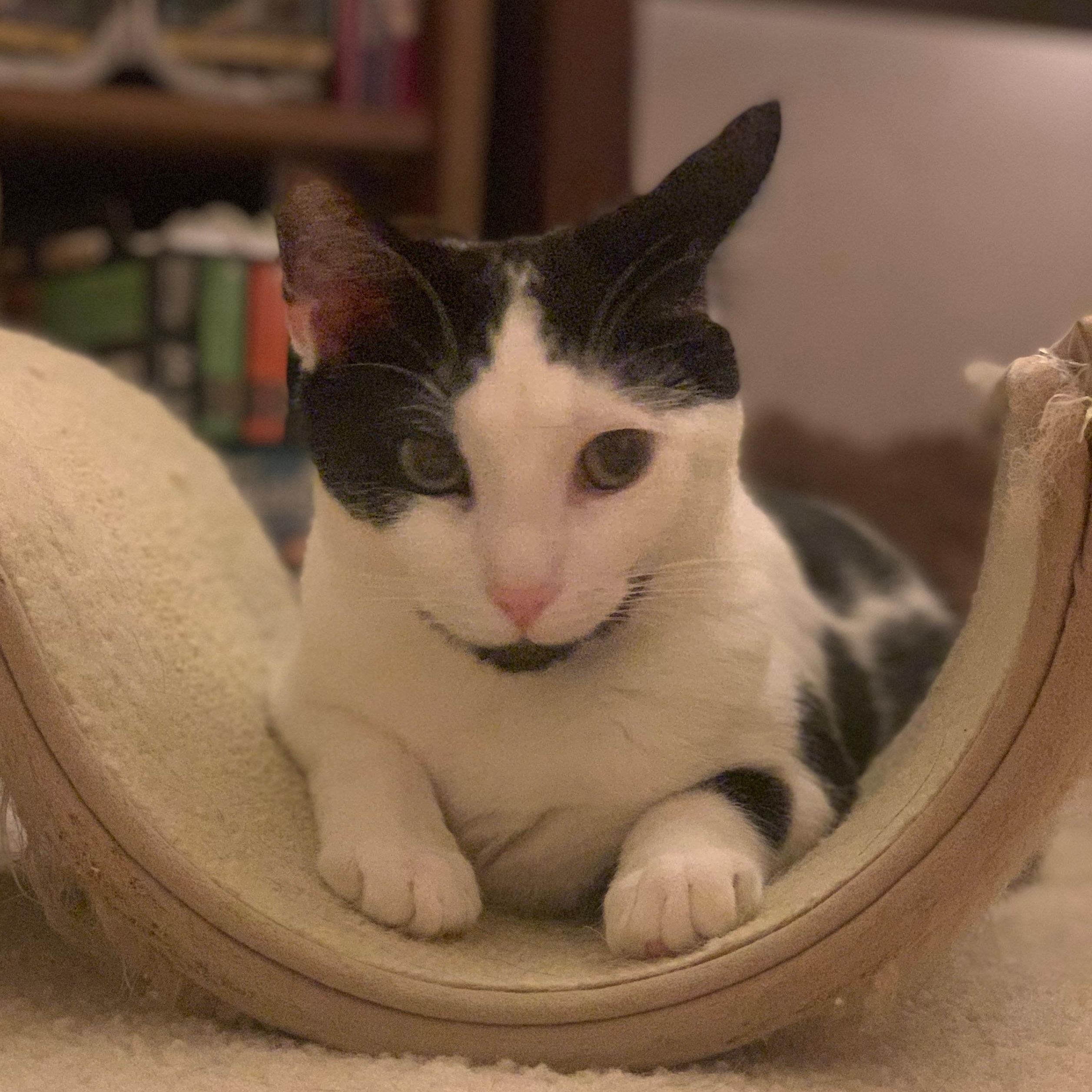 Enlarge Penny & Jewel (bonded pair), a ADOPTABLE Domestic Short Hair in Sewell, NJ image 3/3