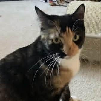 Penny, ADOPTABLE, Adult Female Domestic Short Hair.