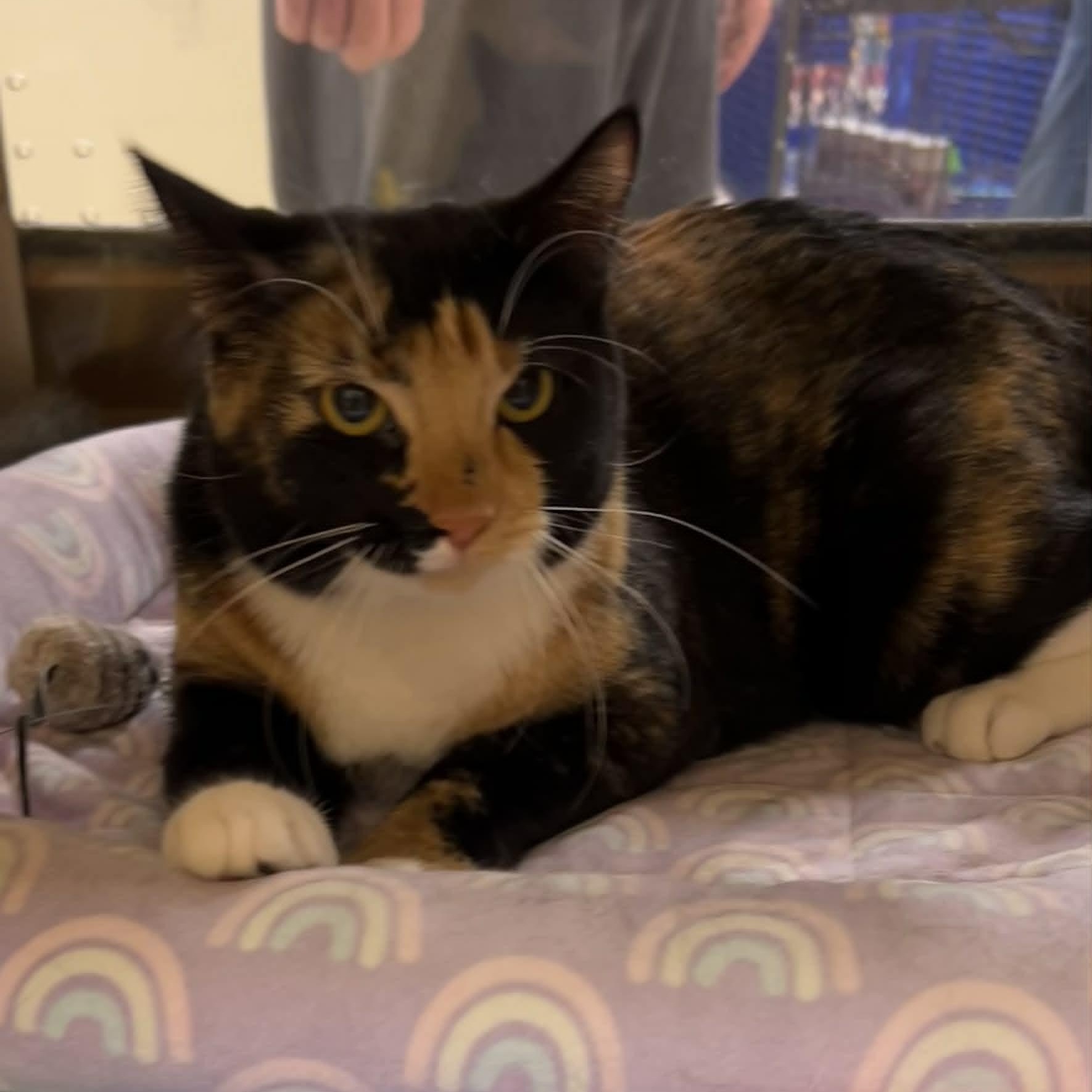 Penny, a ADOPTABLE Domestic Short Hair in Sewell, NJ image 4/4