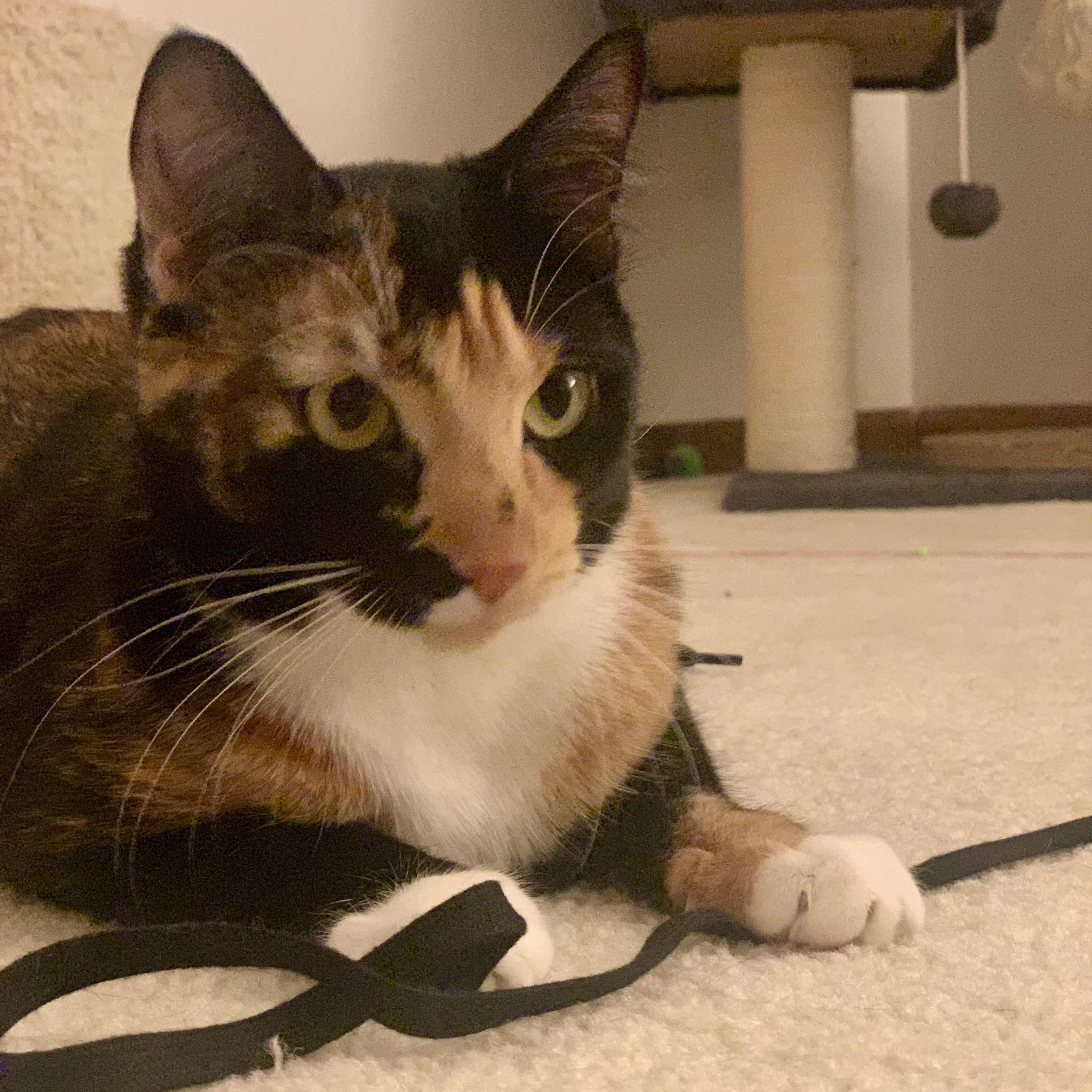 Enlarge Penny & Jewel (bonded pair), a ADOPTABLE Domestic Short Hair in Sewell, NJ image 2/3