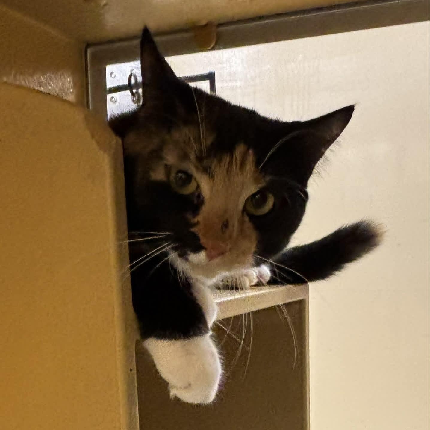 Penny, a ADOPTABLE Domestic Short Hair in Sewell, NJ image 3/4