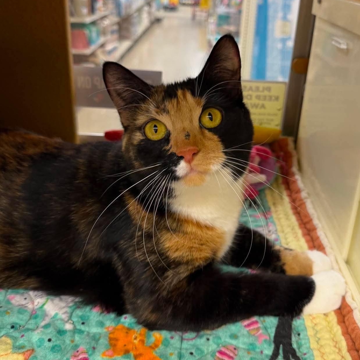 Penny, a ADOPTABLE Domestic Short Hair in Sewell, NJ image 1/6