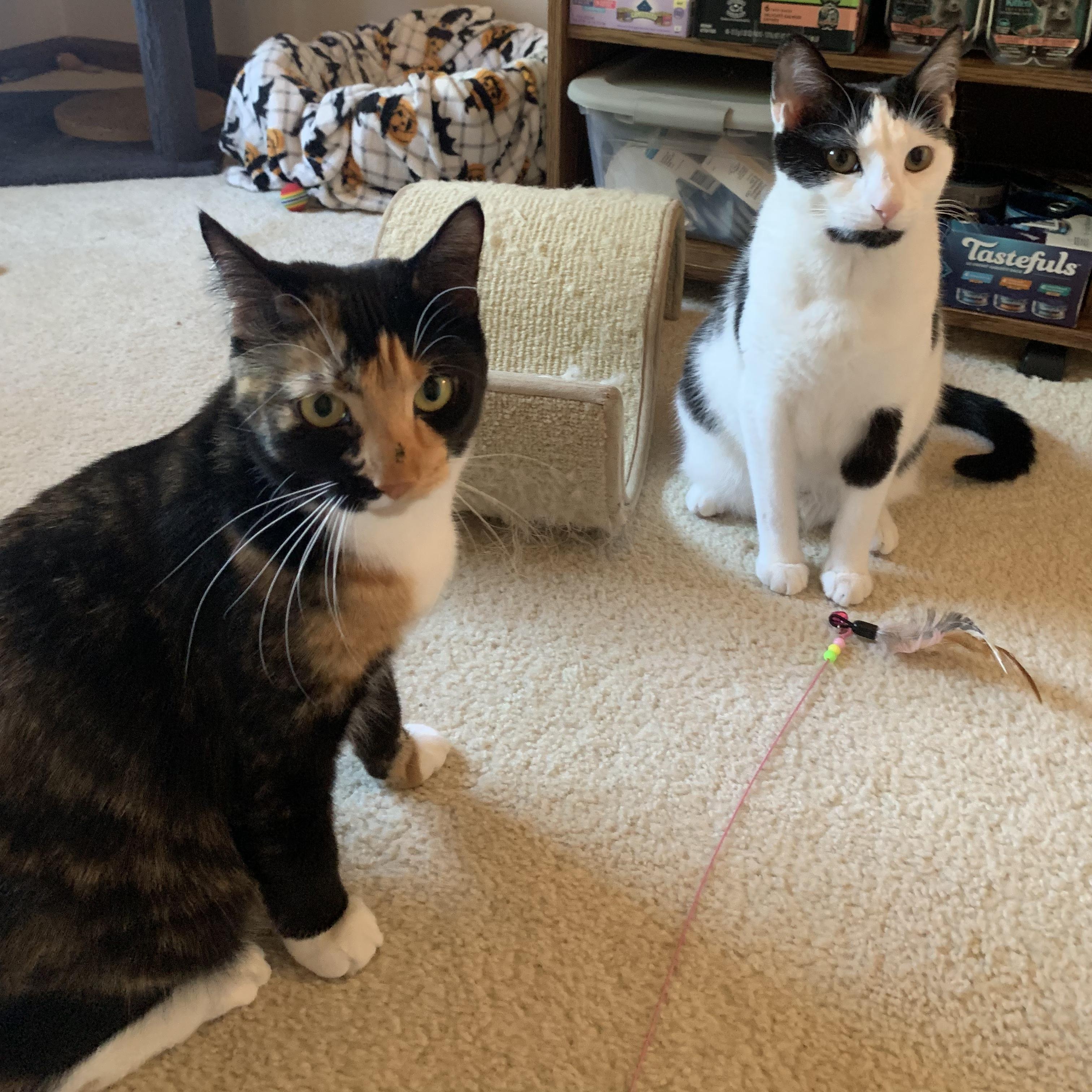 Enlarge Penny & Jewel (bonded pair), a ADOPTABLE Domestic Short Hair in Sewell, NJ image 1/3
