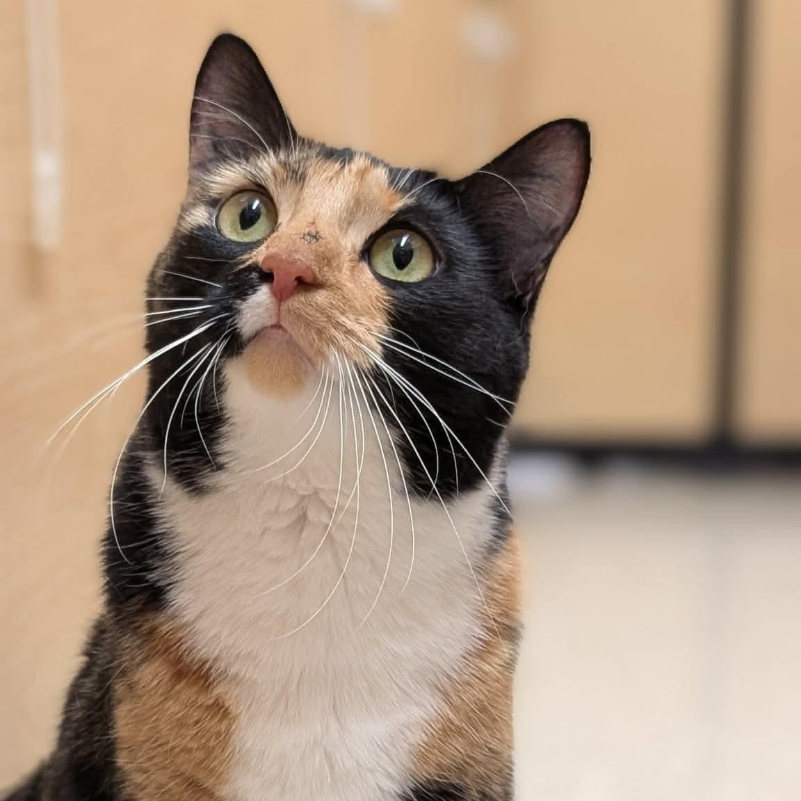 Penny, an adoptable Domestic Short Hair in Sewell, NJ image 2/6