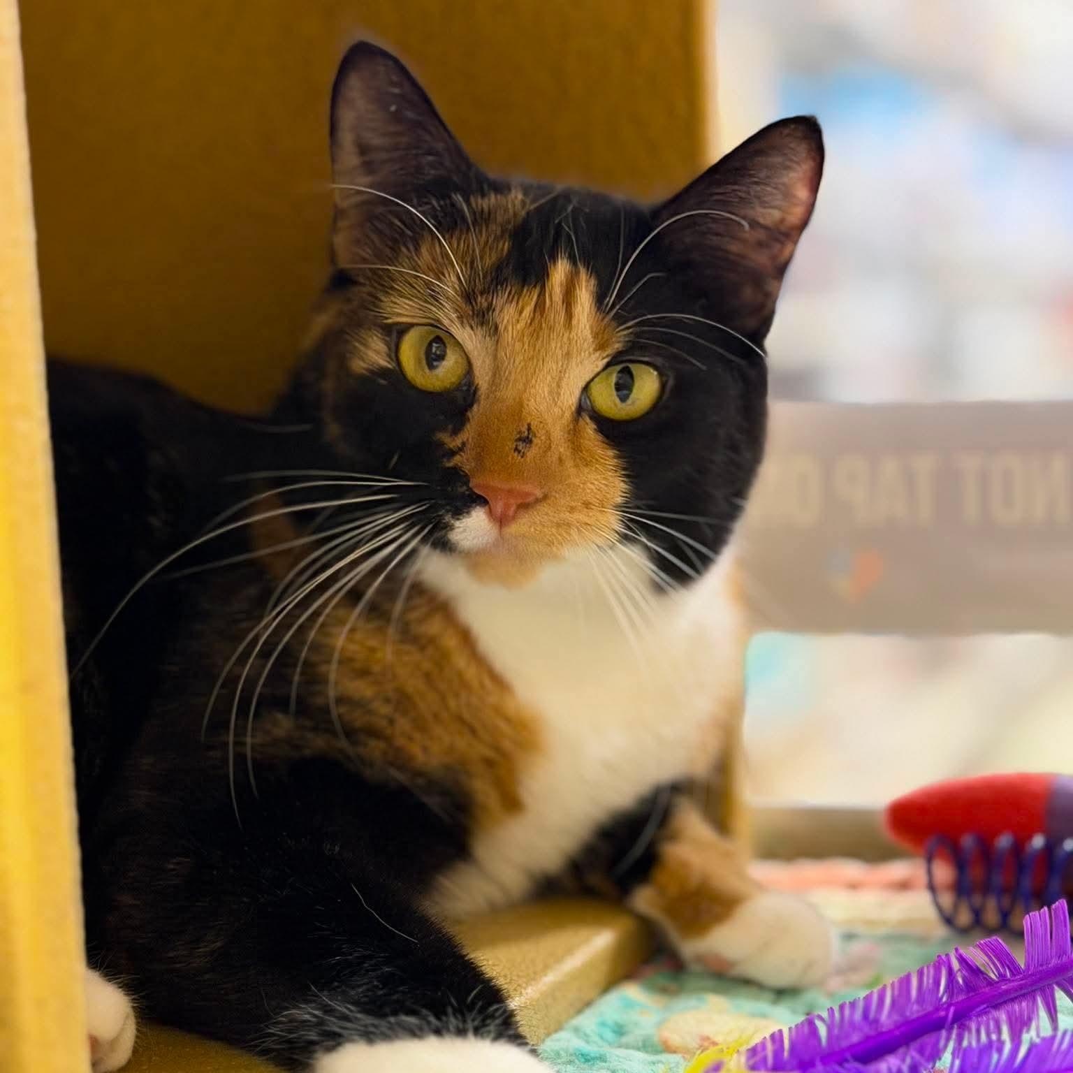 Penny, a ADOPTABLE Domestic Short Hair in Sewell, NJ image 2/6
