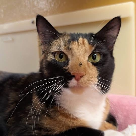 Penny, a ADOPTABLE Domestic Short Hair in Sewell, NJ image 3/6