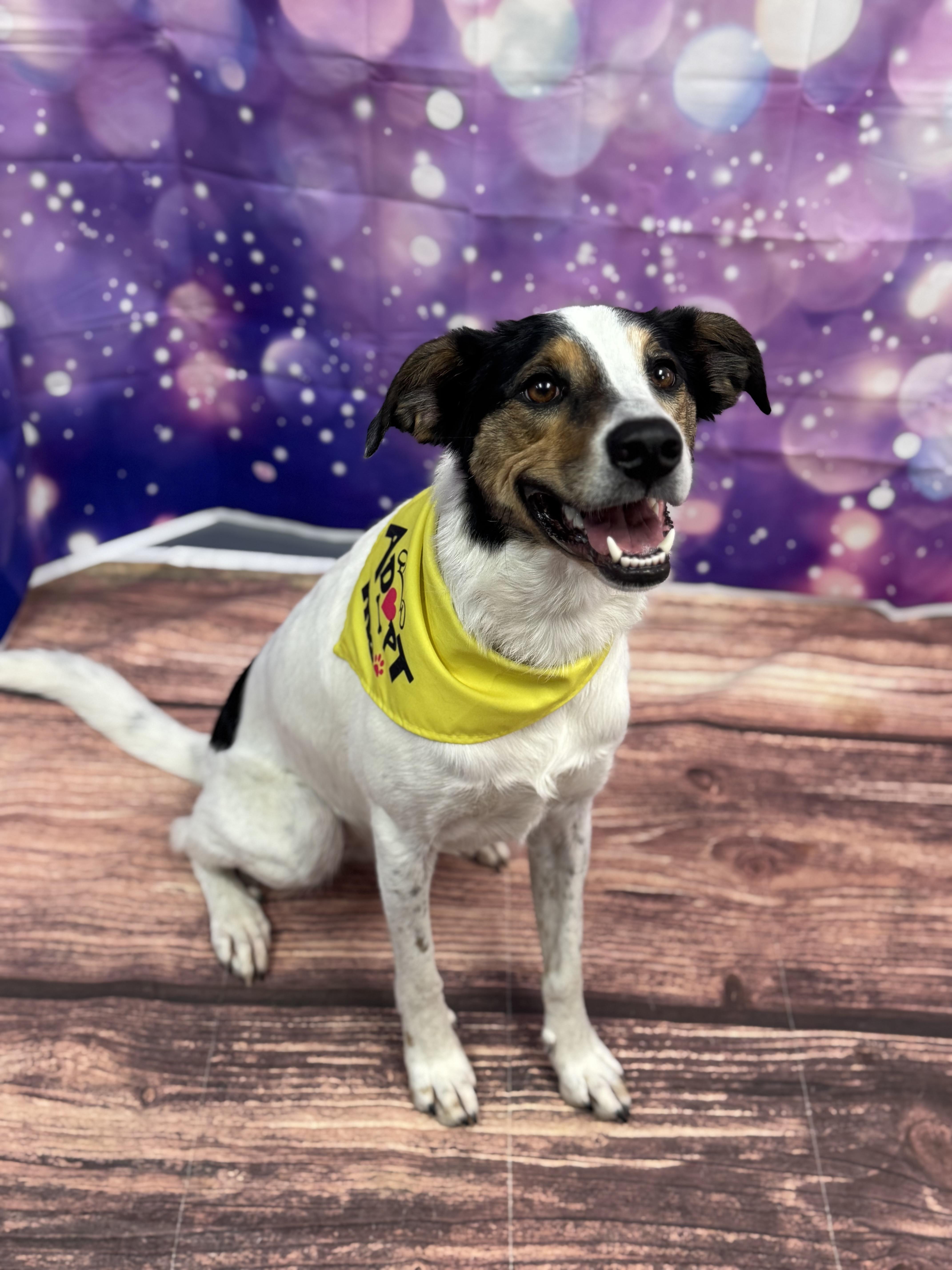 Enlarge Missy, a Adoptable mixed breed in Warrenville, IL image 2/6