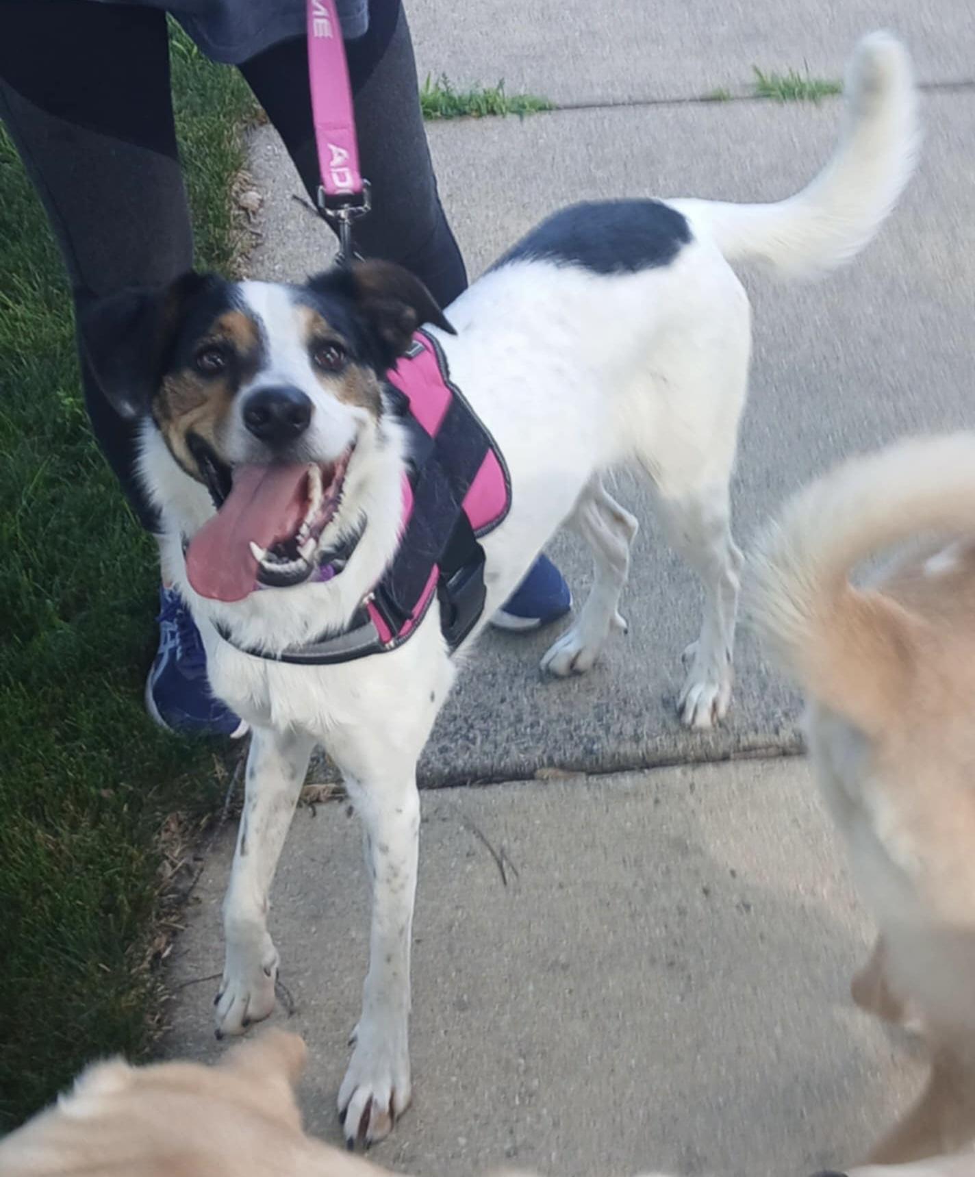 Missy, a Adoptable mixed breed in Warrenville, IL image 2/5