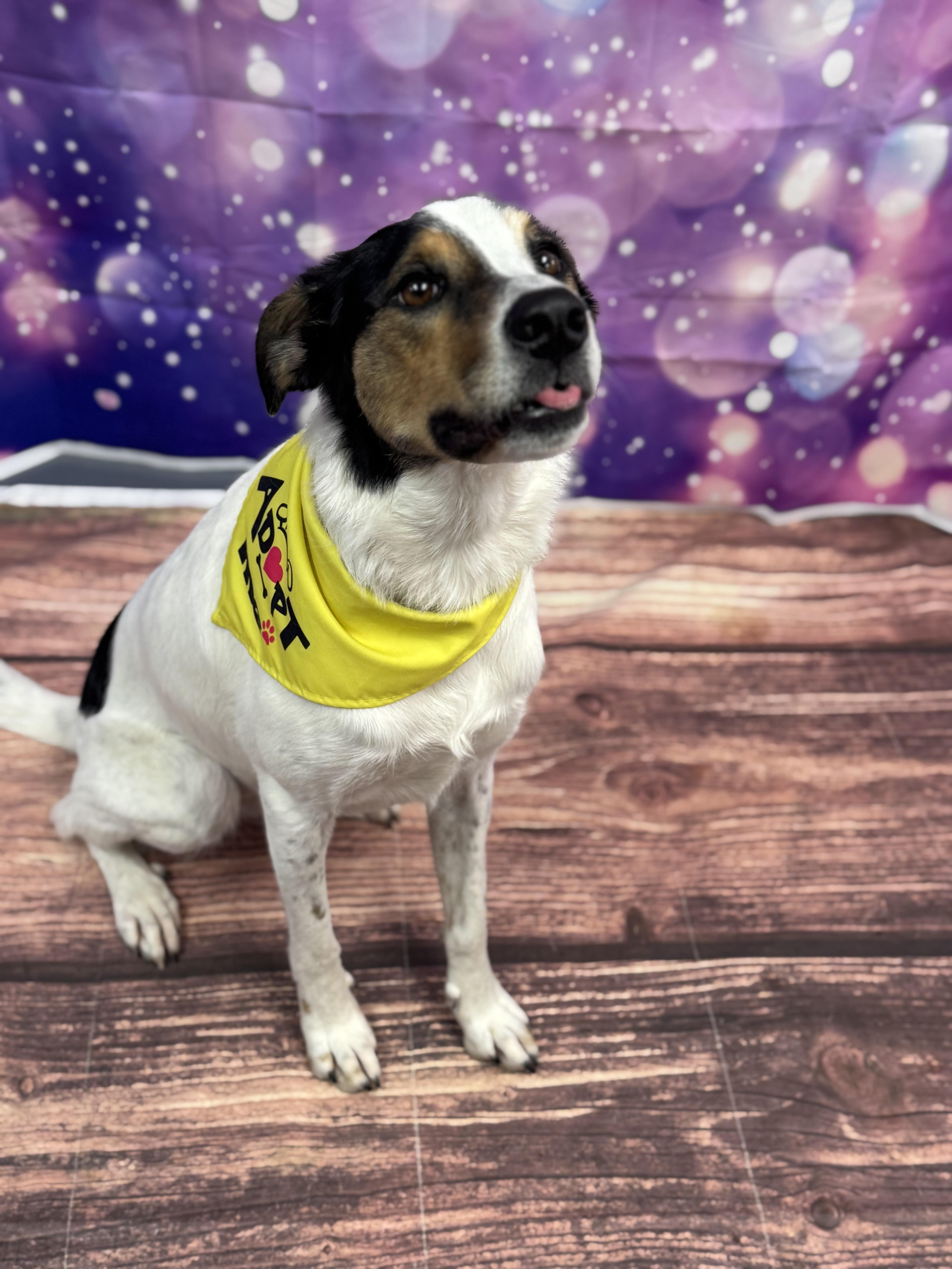 Enlarge Missy, a Adoptable mixed breed in Warrenville, IL image 1/6