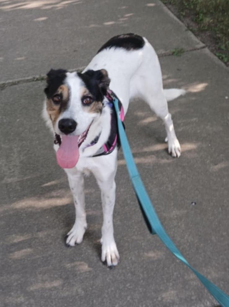Missy, a Adoptable mixed breed in Warrenville, IL image 3/5