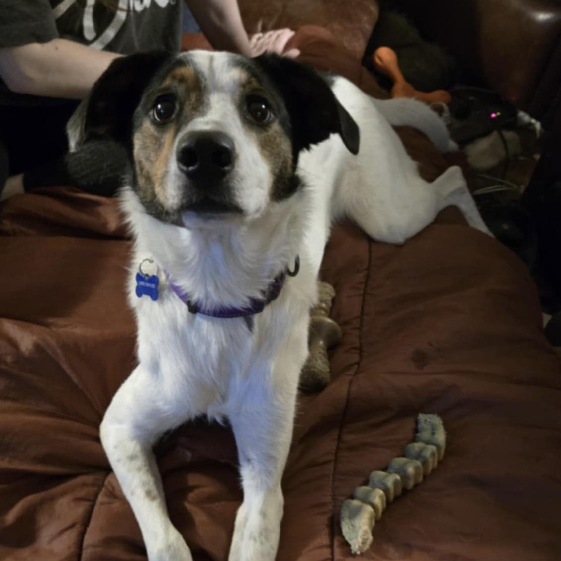 Missy, Adoptable, Adult Female Australian Cattle Dog / Blue Heeler.