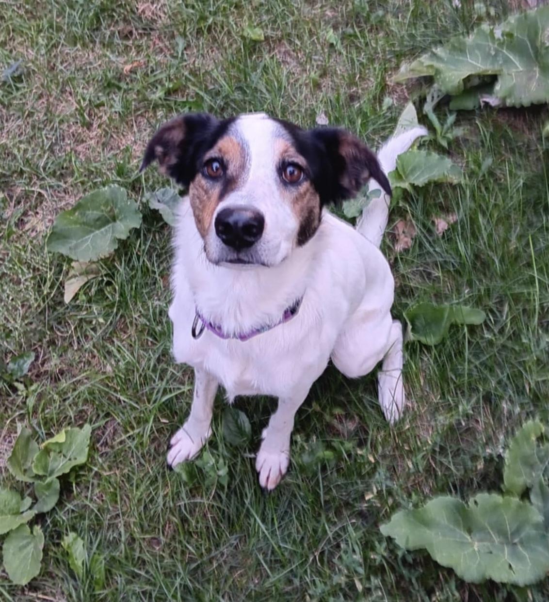 Missy, a Adoptable mixed breed in Warrenville, IL image 4/5