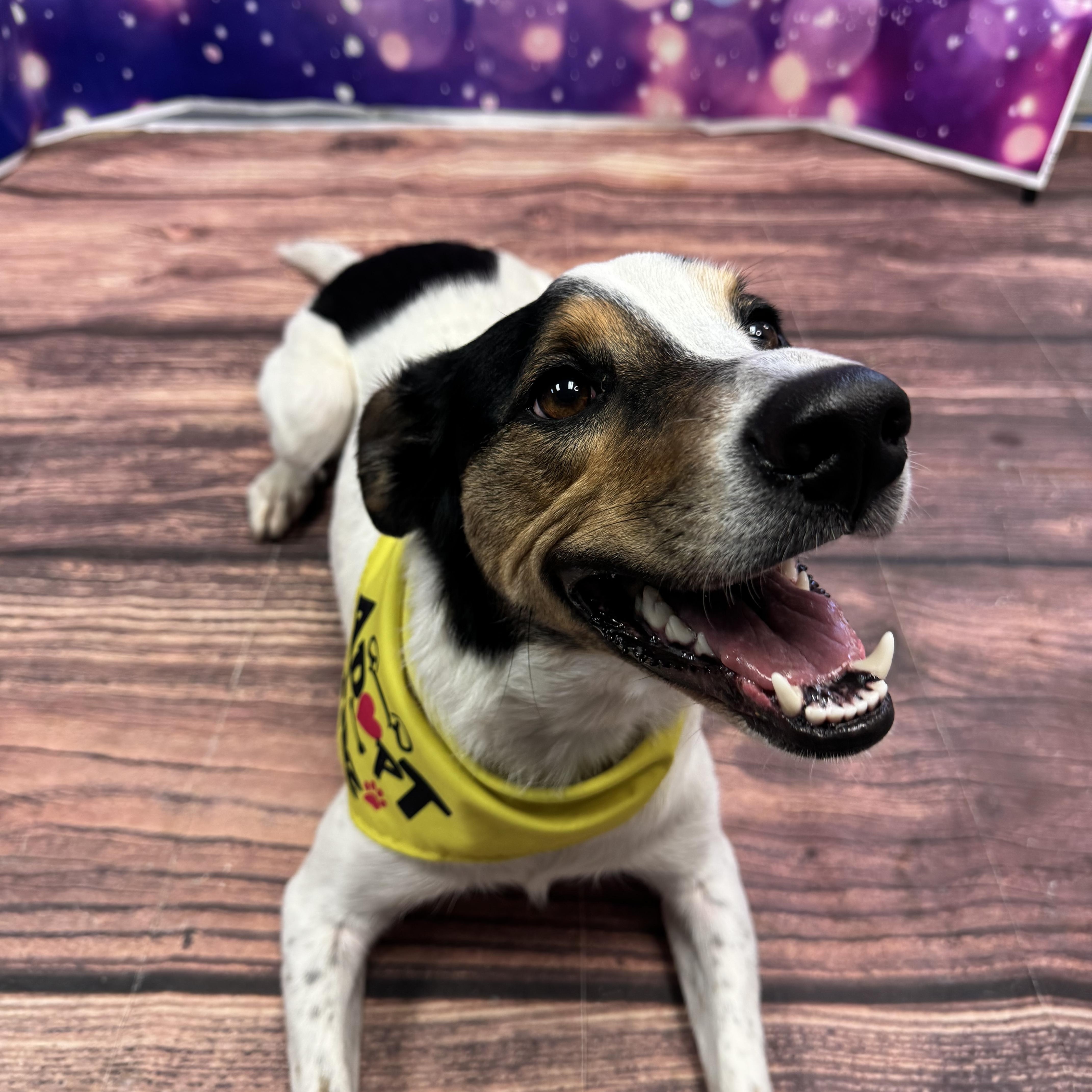 Enlarge Missy, a Adoptable mixed breed in Warrenville, IL image 3/6