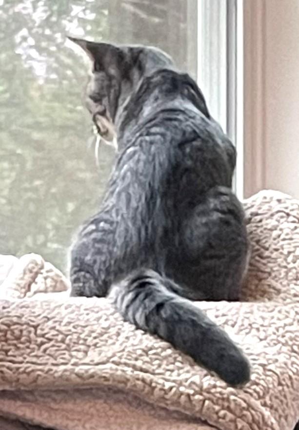 Enlarge Gary, a Adoptable Domestic Short Hair in Charlotte, NC image 4/5