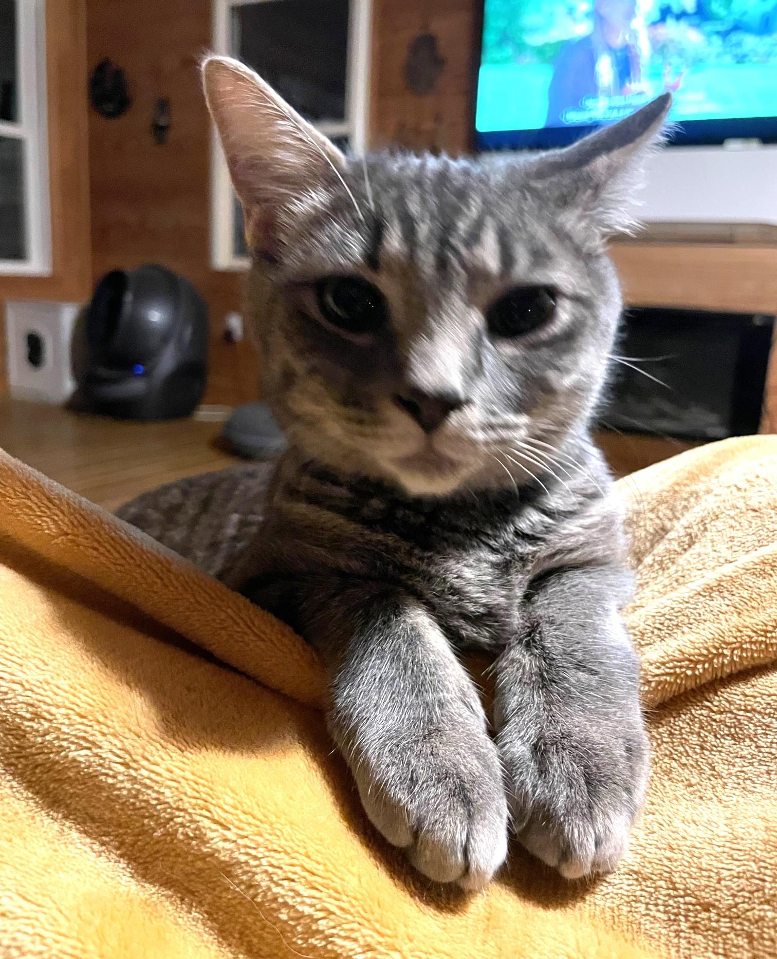 Enlarge Gary, a Adoptable Domestic Short Hair in Charlotte, NC image 3/5