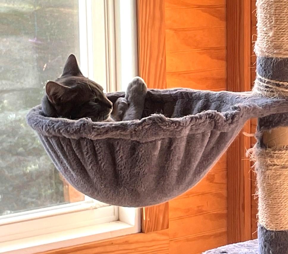 Gary, Adoptable, Young Male Domestic Short Hair.