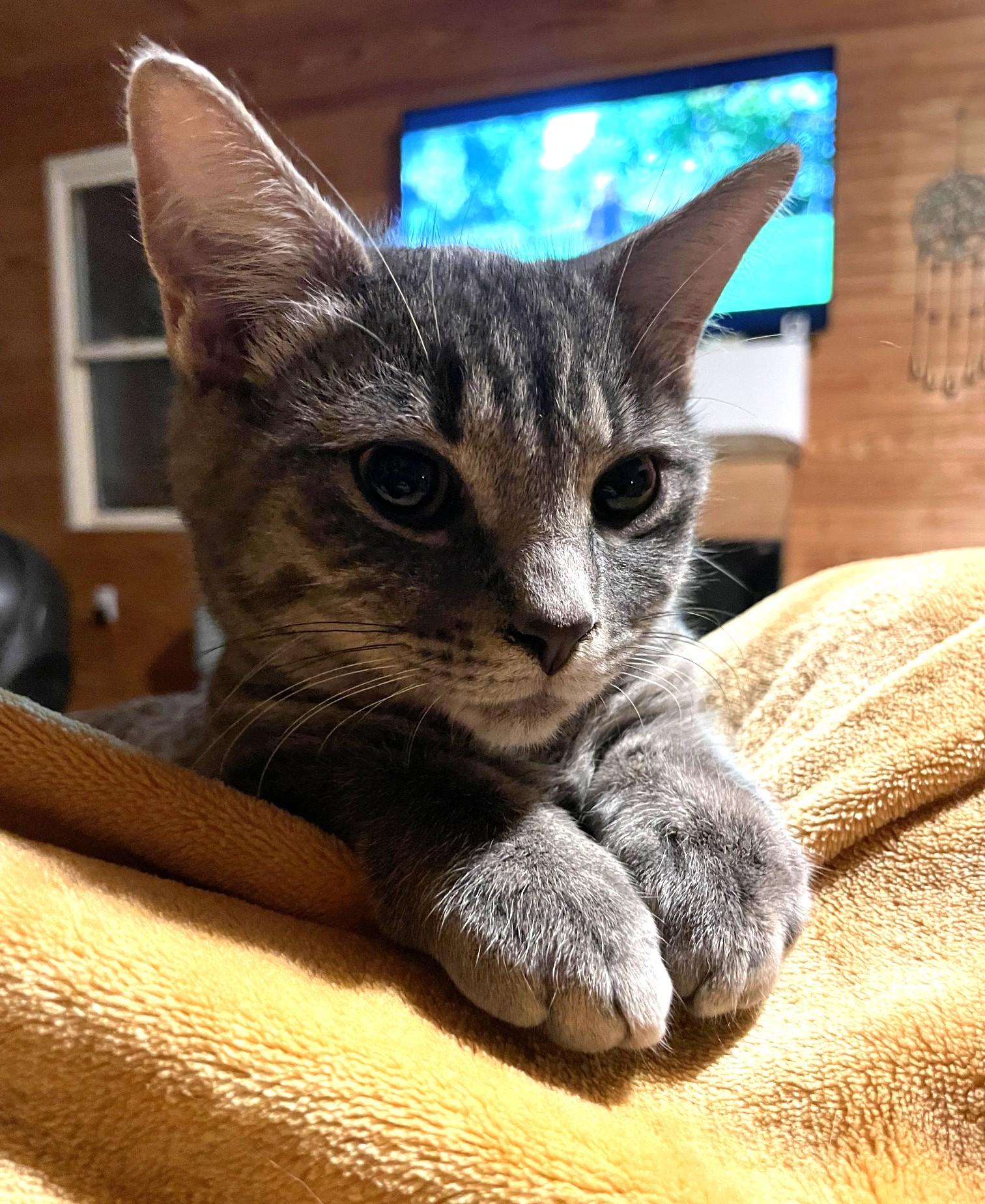 Enlarge Gary, a Adoptable Domestic Short Hair in Charlotte, NC image 5/5