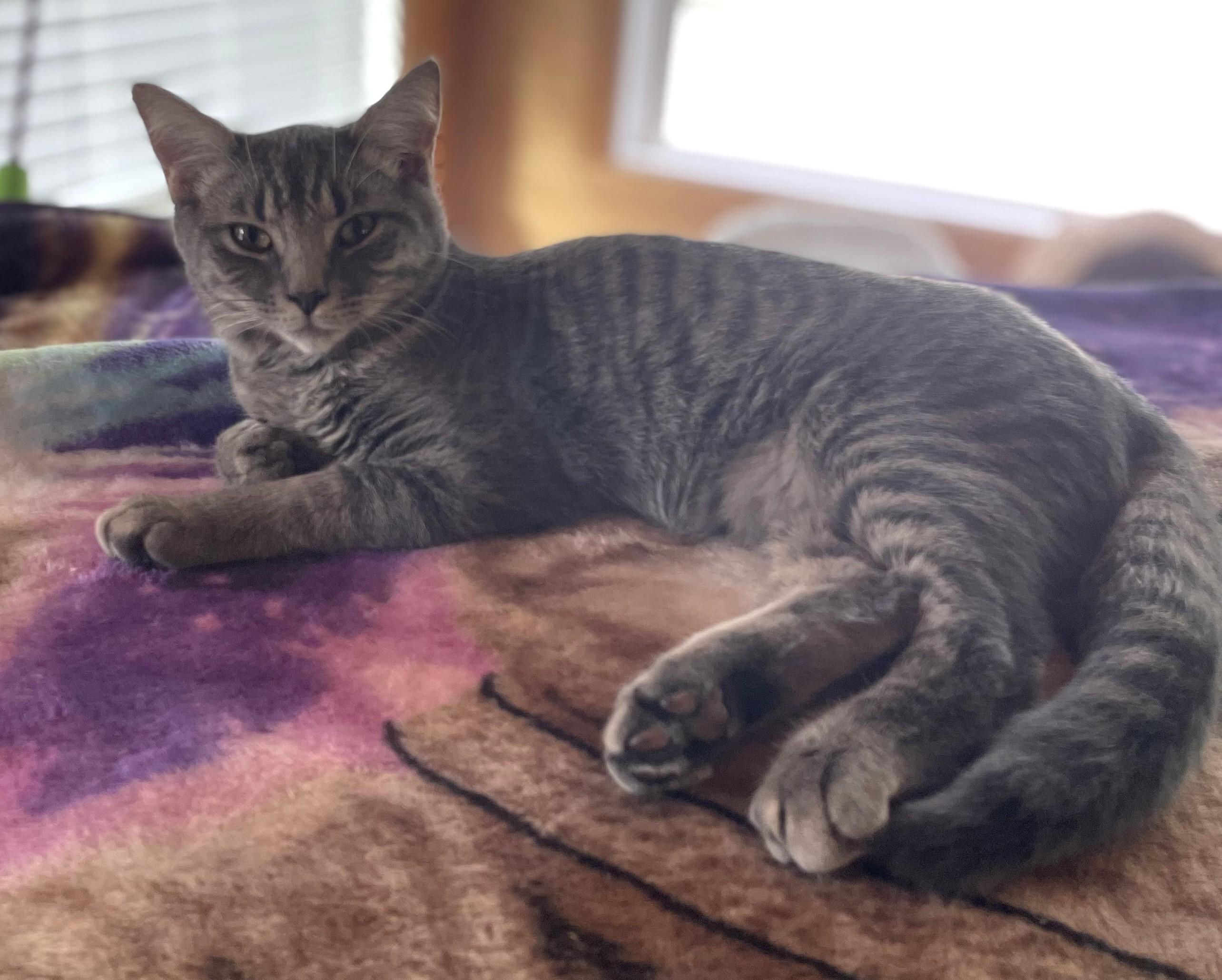 Enlarge Gary, a Adoptable Domestic Short Hair in Charlotte, NC image 2/5