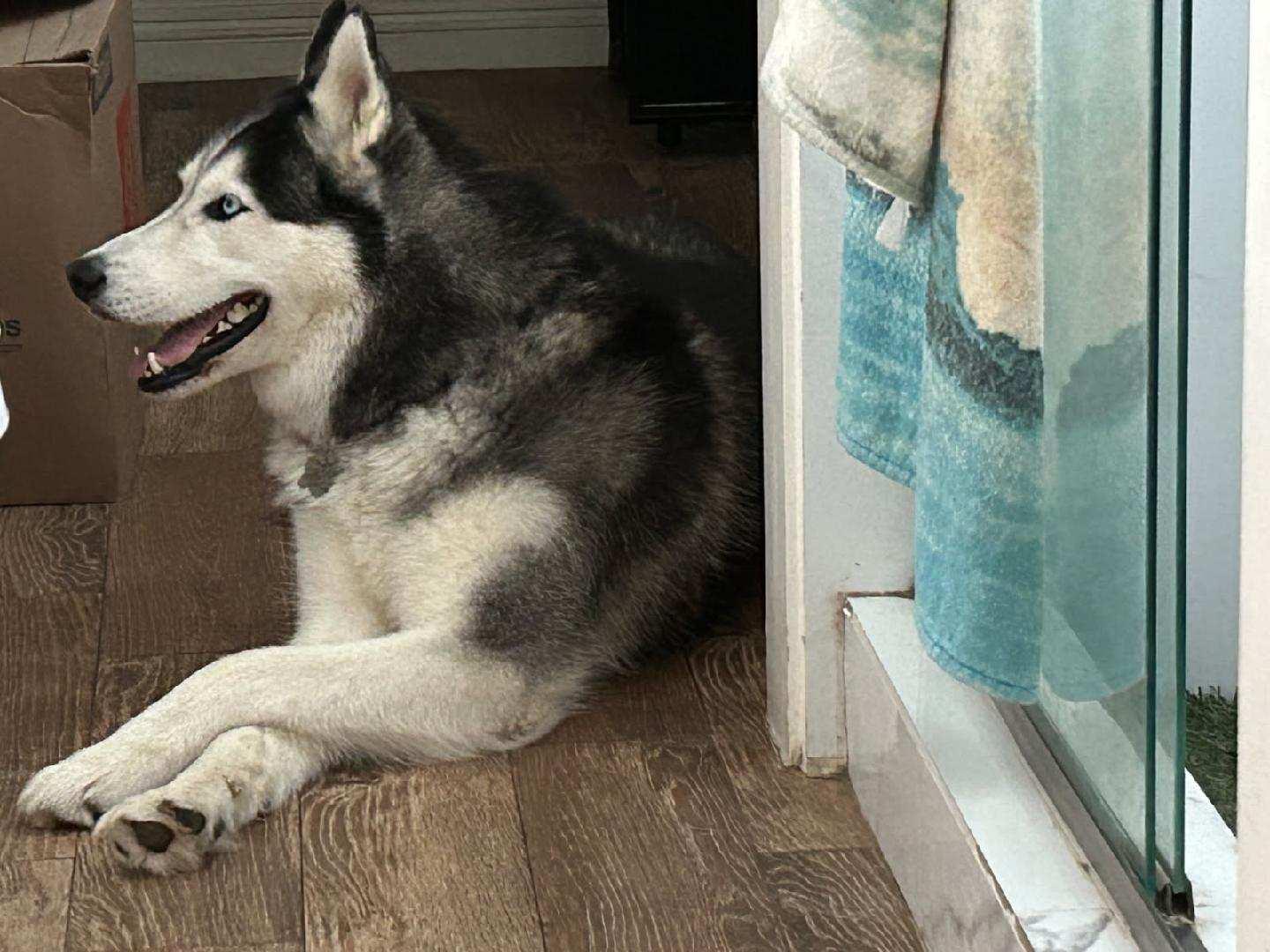 Enlarge Leo-San Diego, CA, a ADOPTABLE Siberian Husky in San Diego, CA image 3/3