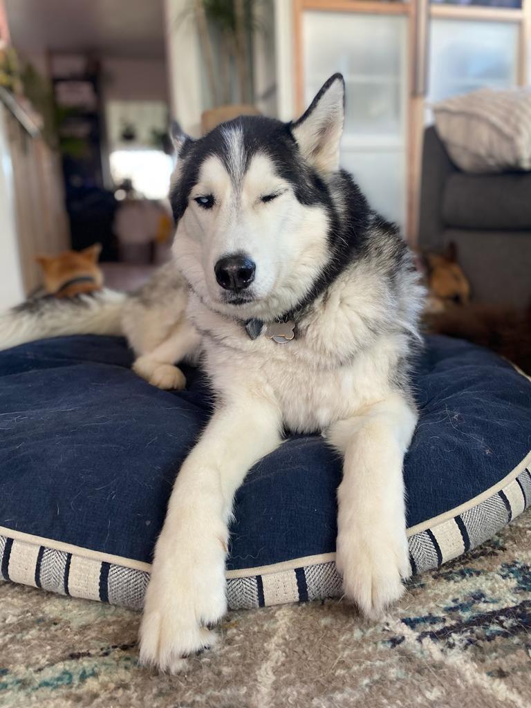 Enlarge Leo-San Diego, CA, a ADOPTABLE Siberian Husky in San Diego, CA image 2/3