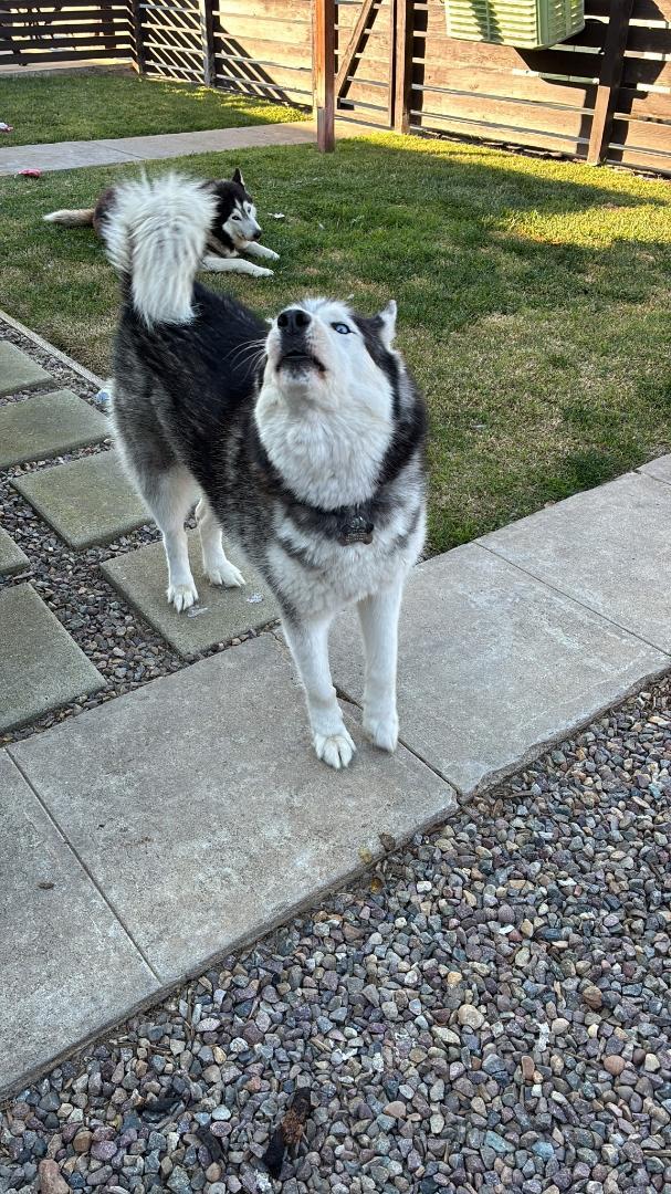 Enlarge Leo-San Diego, CA, a ADOPTABLE Siberian Husky in San Diego, CA image 1/3
