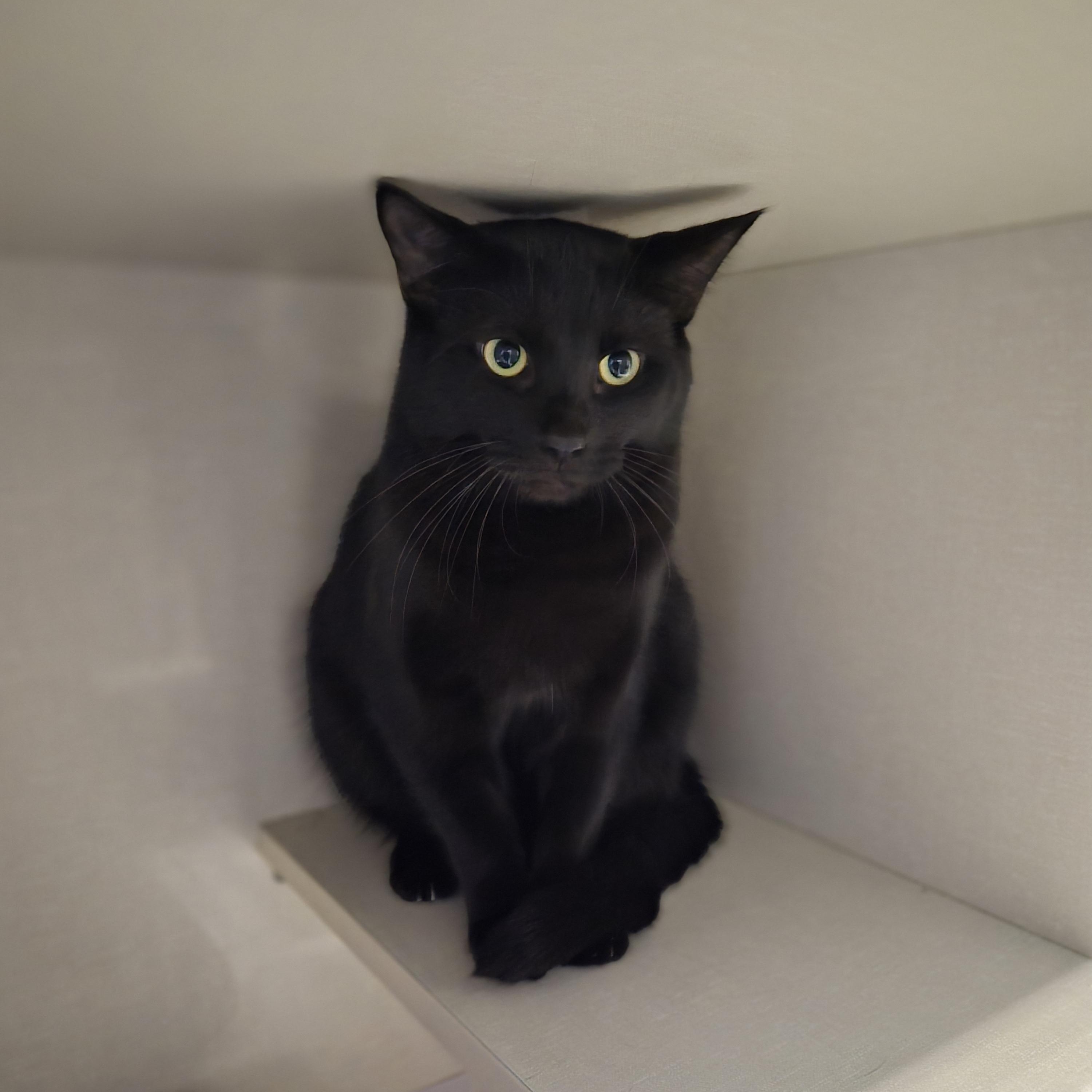 Enlarge Dino, a Adopted Domestic Short Hair in Cornelius, NC image 1/3