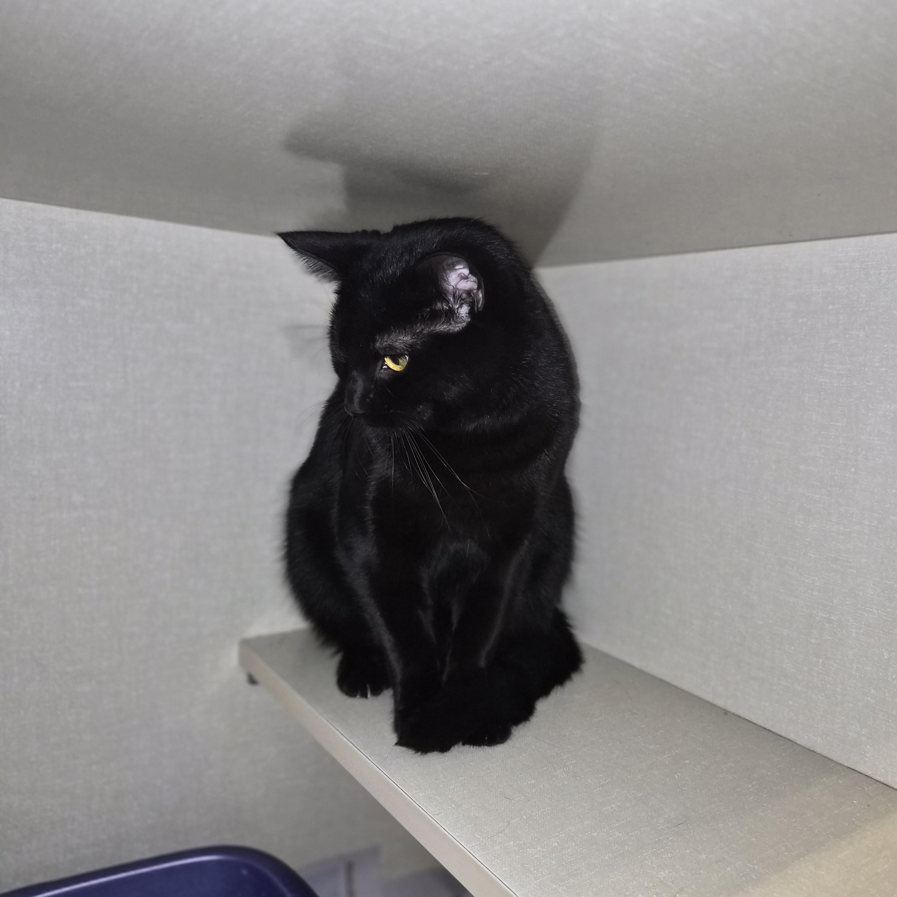 Enlarge Dino, a Adopted Domestic Short Hair in Cornelius, NC image 2/3