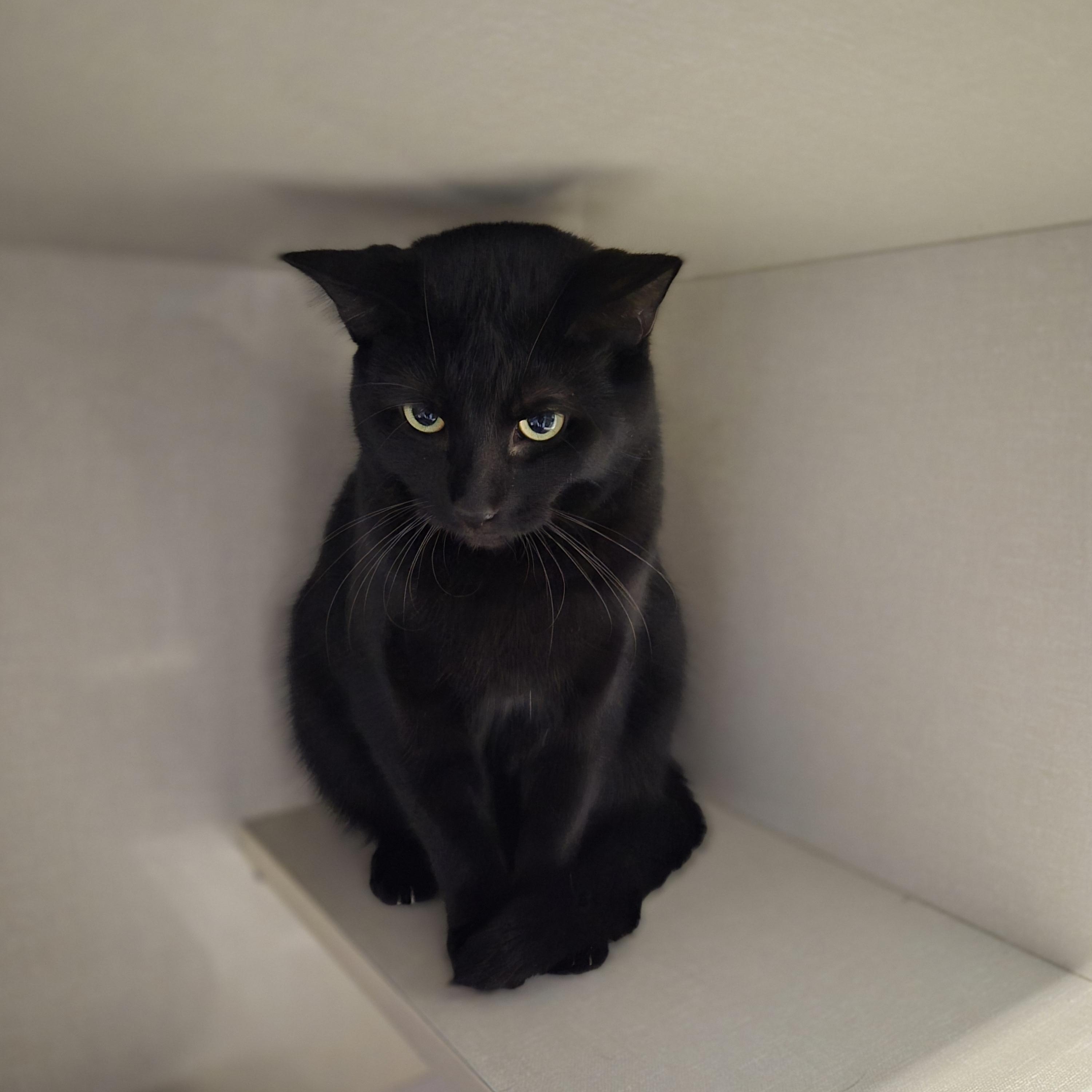 Enlarge Dino, a Adopted Domestic Short Hair in Cornelius, NC image 3/3