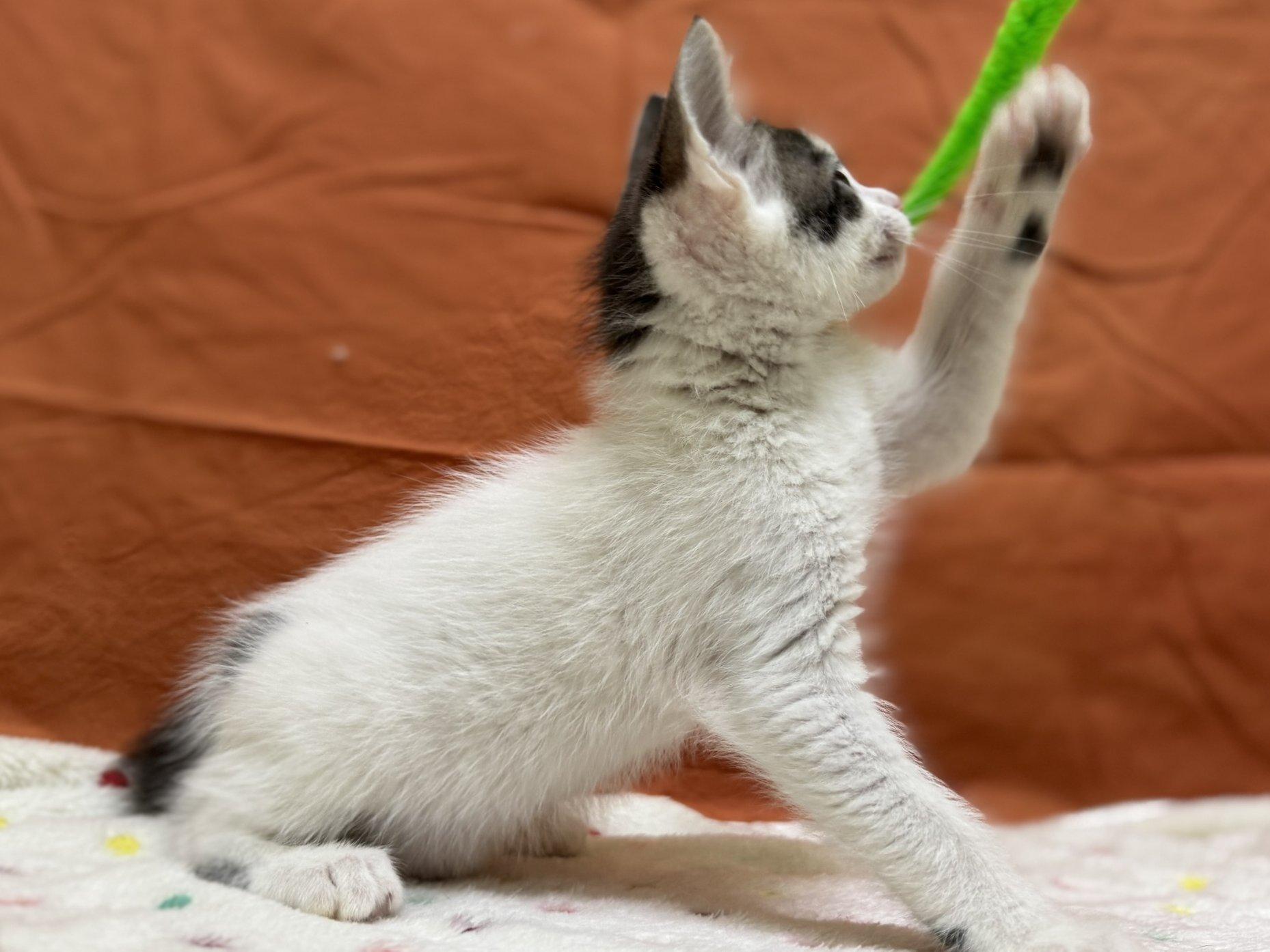 Clover, an adoptable Domestic Short Hair in Republic, WA, 99166 | Photo Image 5