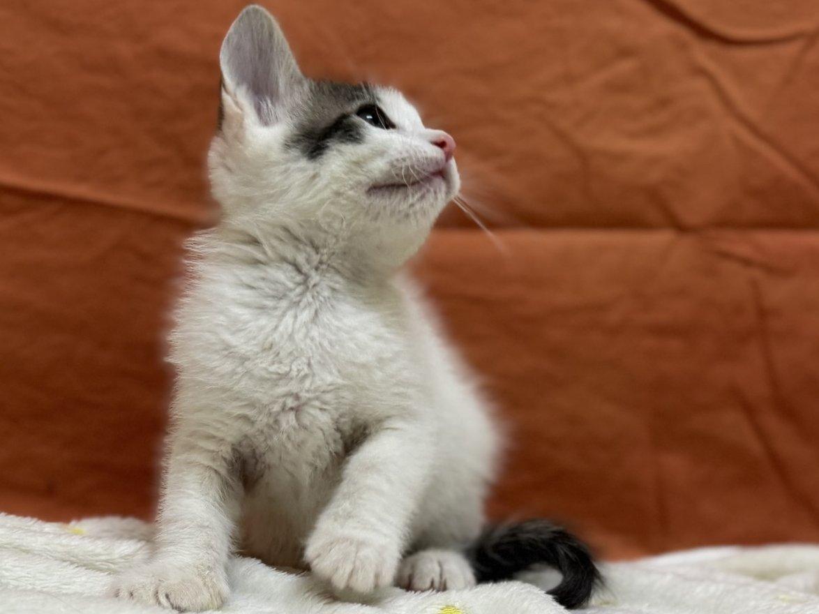 Clover, an adoptable Domestic Short Hair in Republic, WA, 99166 | Photo Image 3