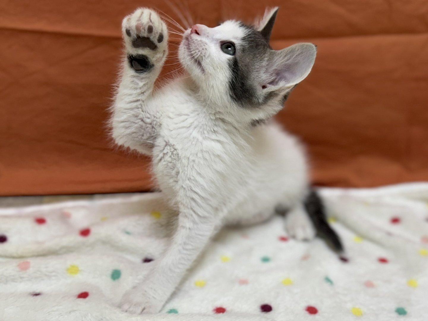 Clover, an adoptable Domestic Short Hair in Republic, WA, 99166 | Photo Image 1